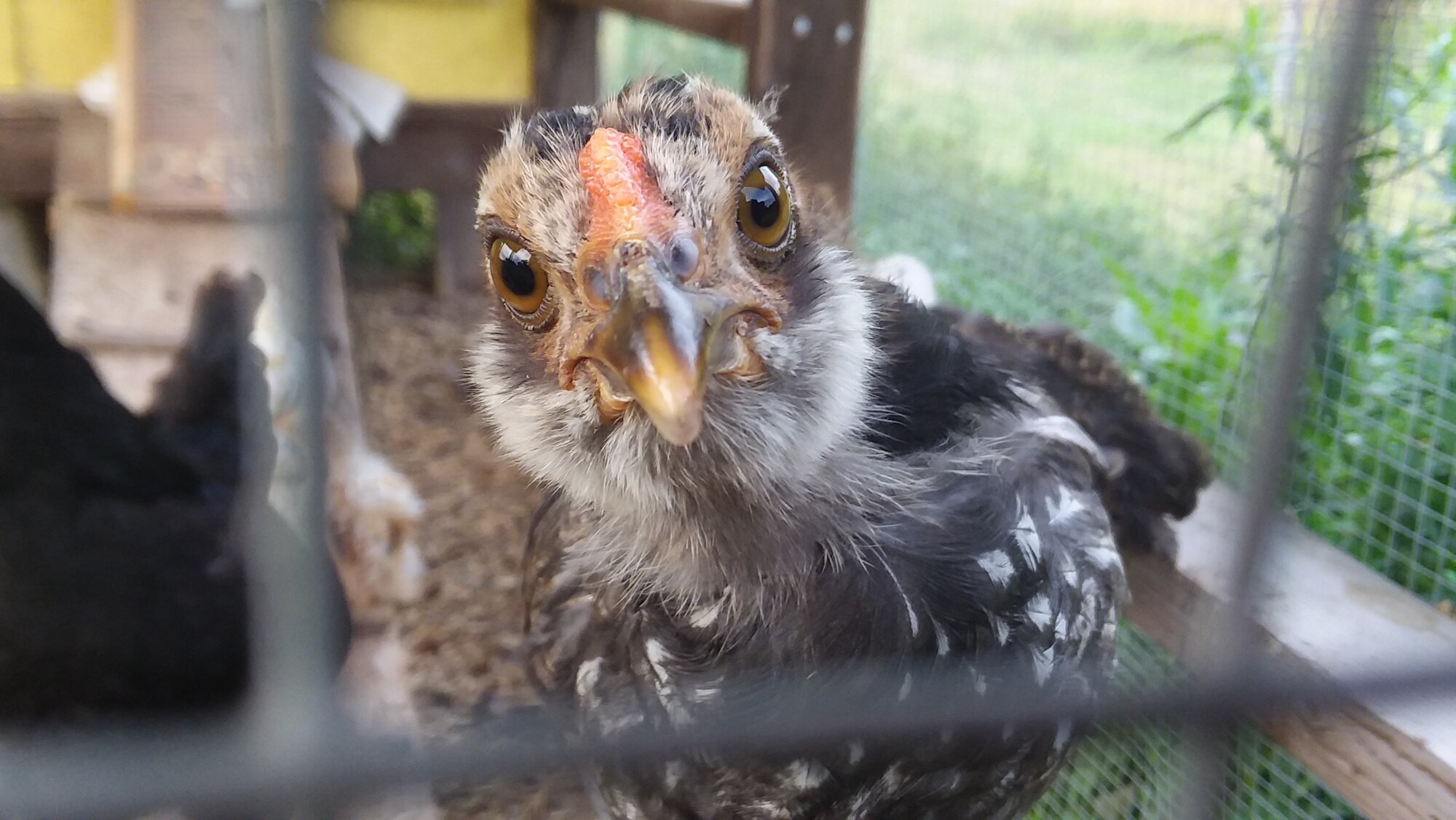 Bunny, 1 1/2 months old