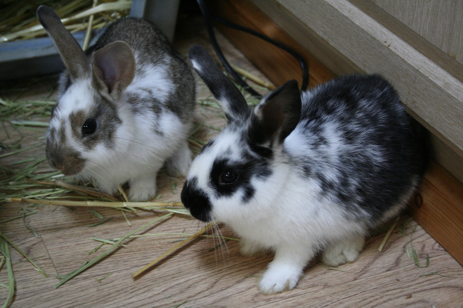 Bunny and Clyde