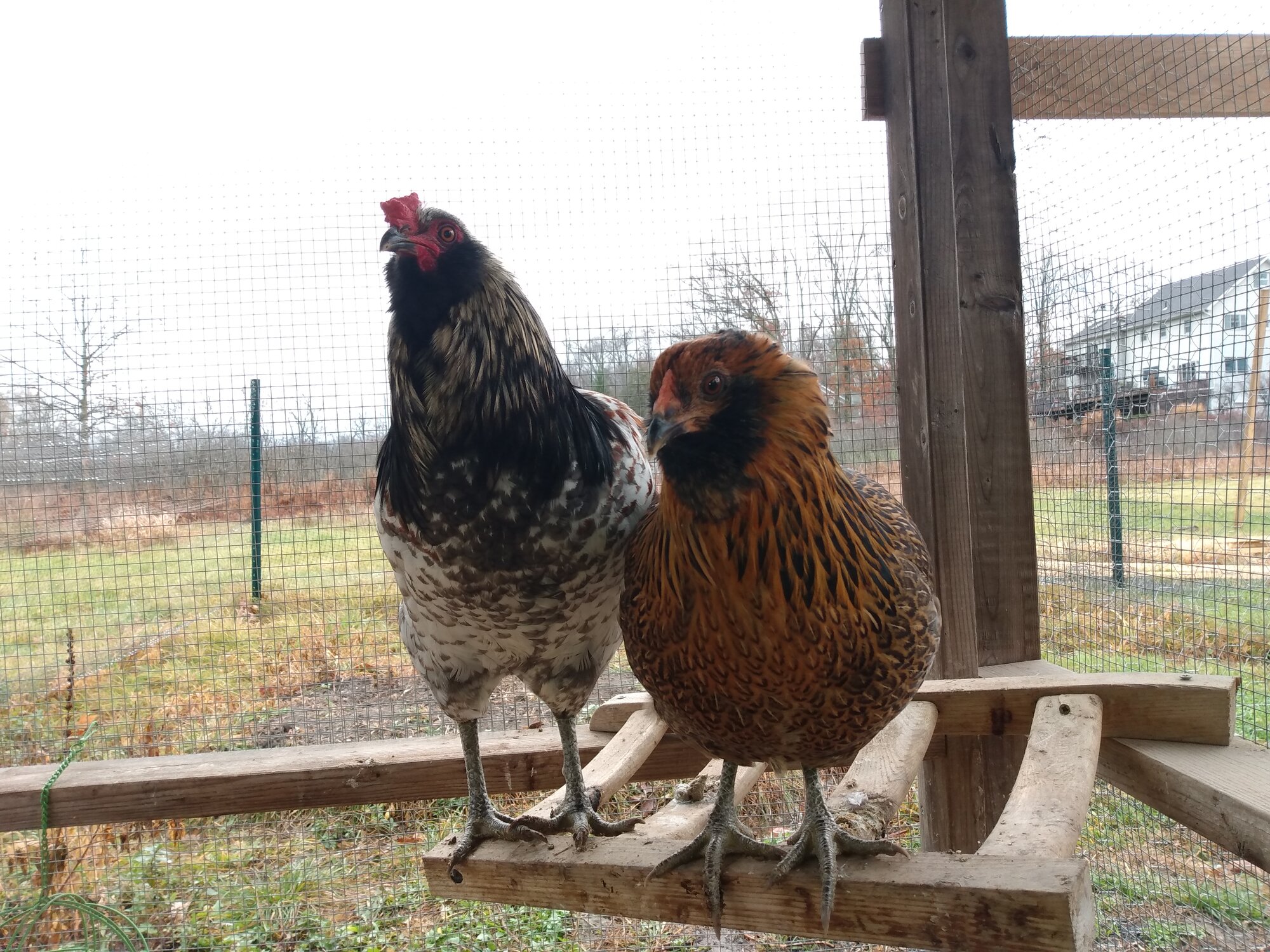 Bunny & Cheeks on a roost