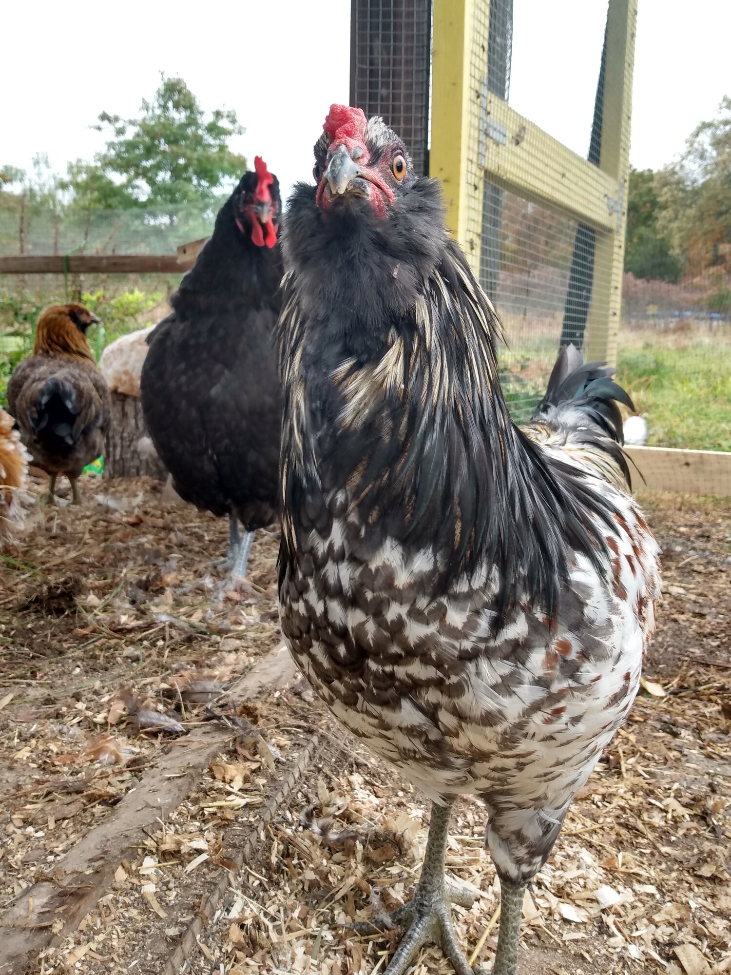 Bunny, the EE cockerel