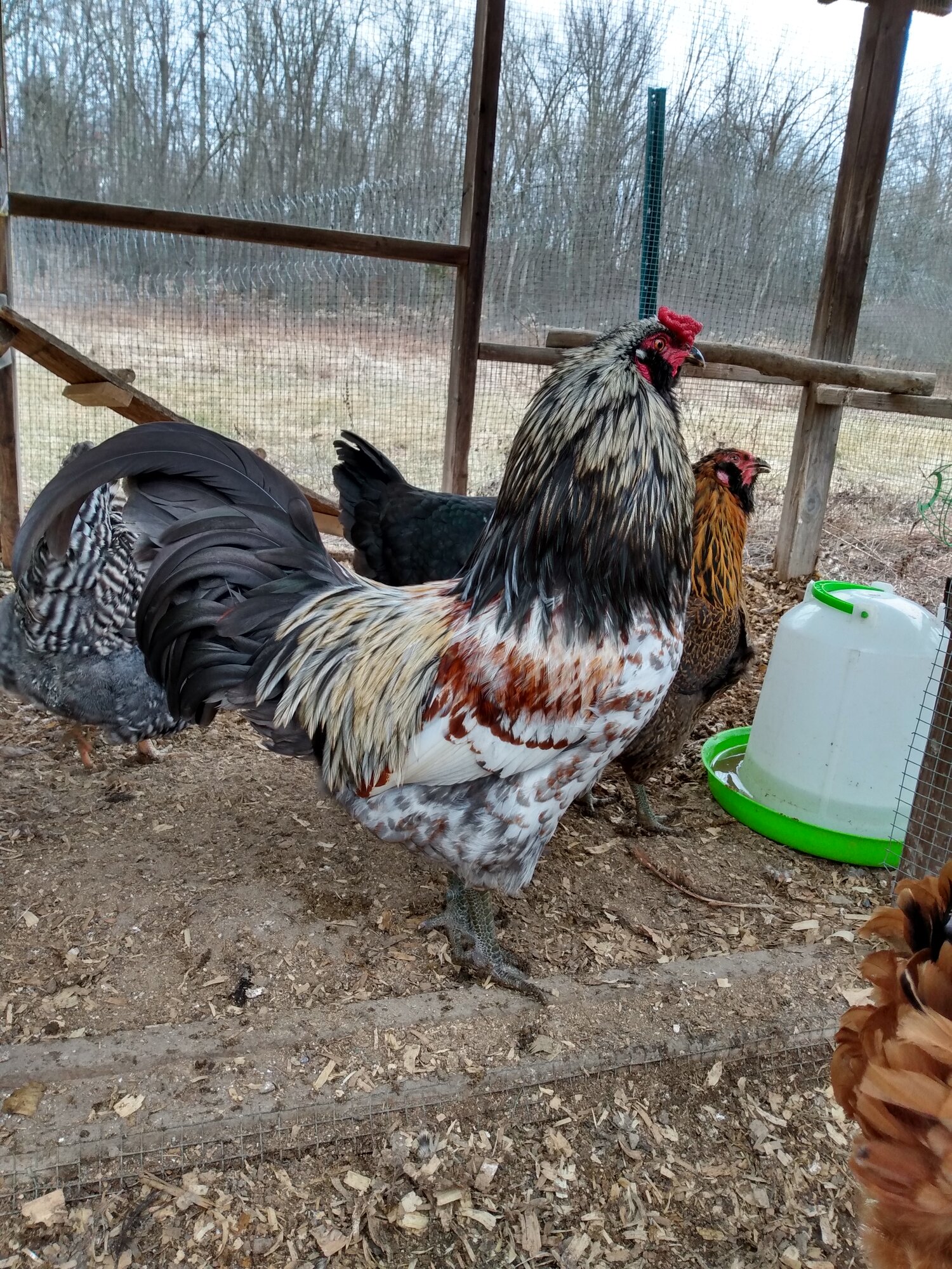 Bunny the Rooster
