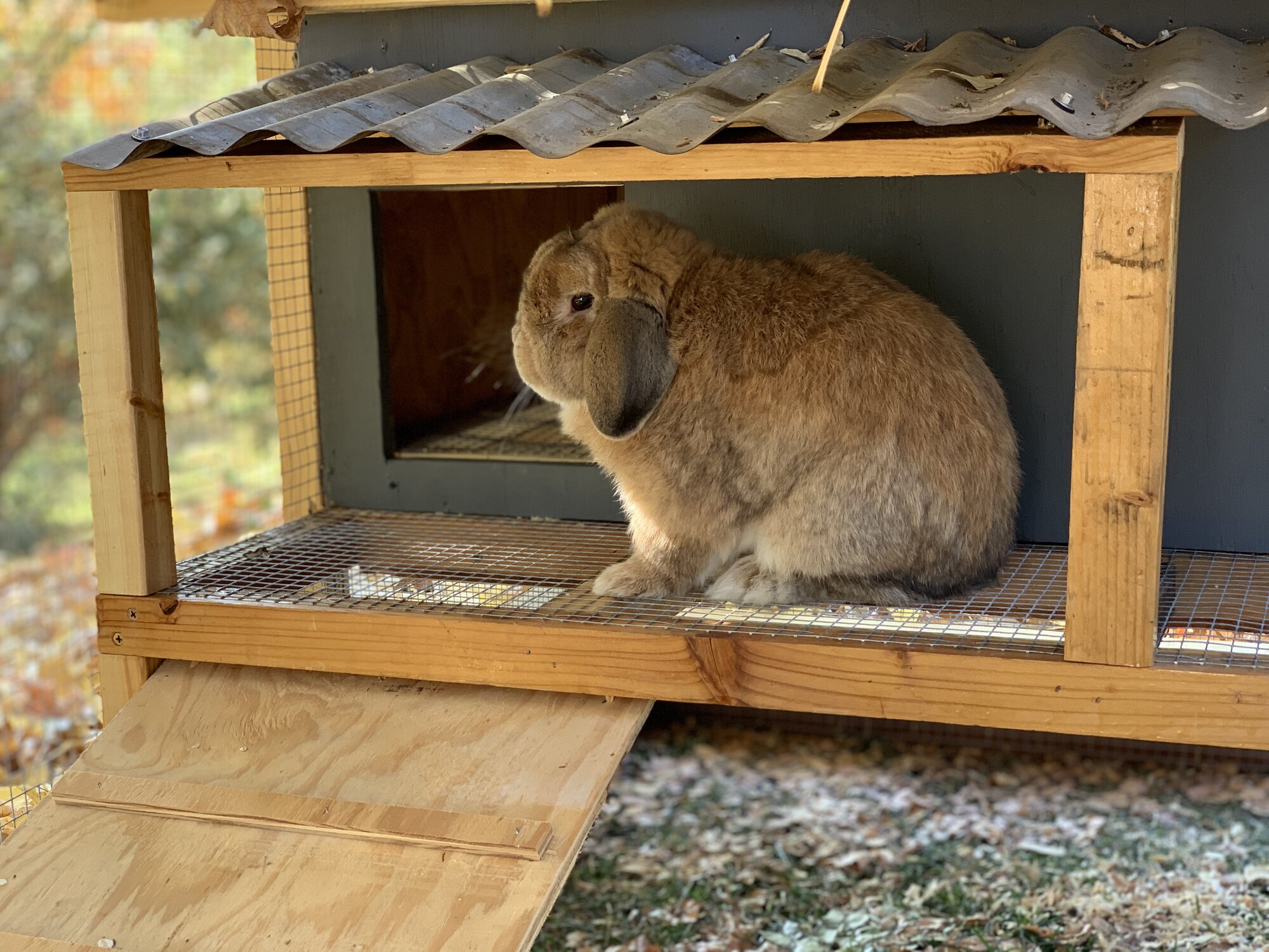 "Bunny Wunny" in his new house, 2019