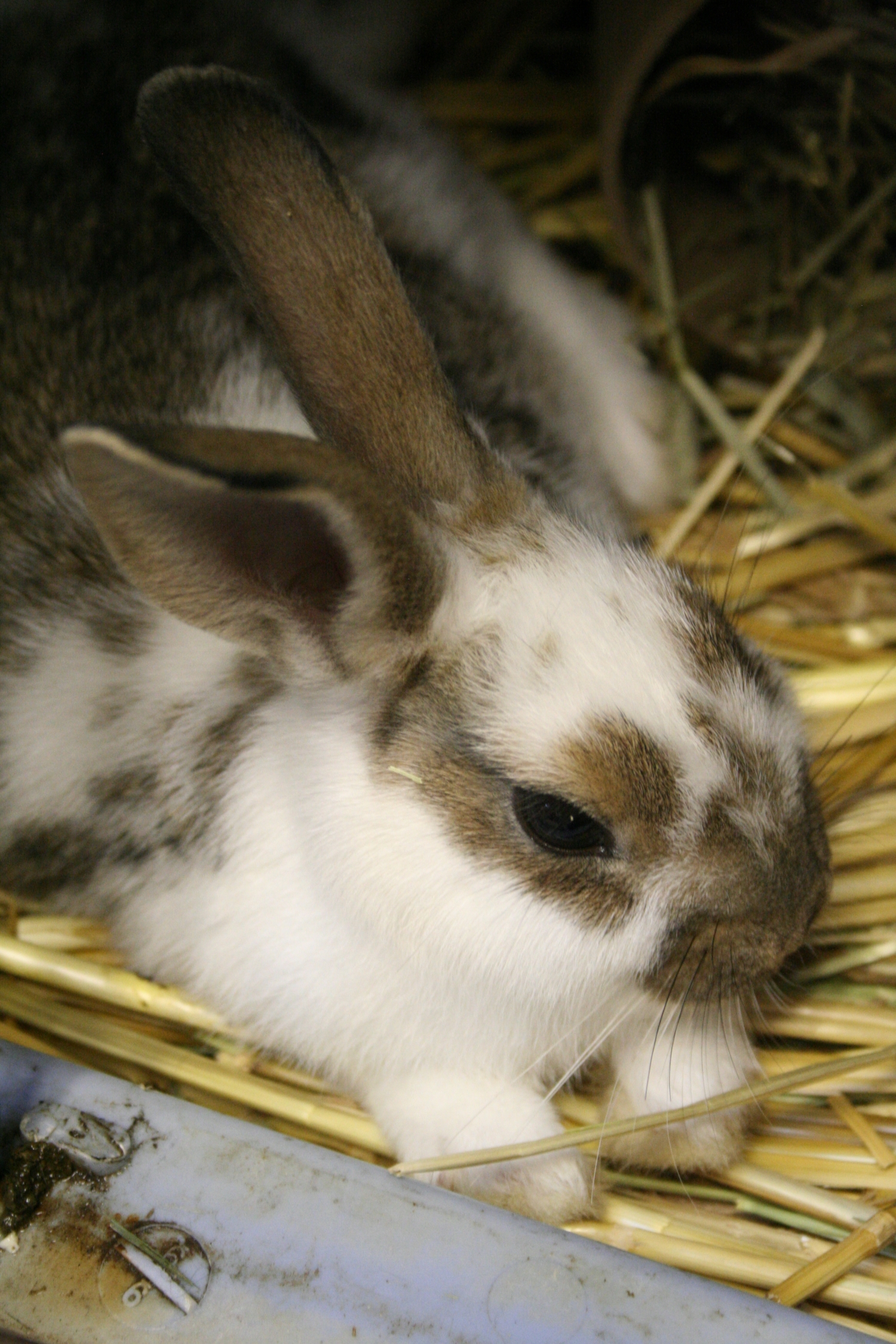 Bunny