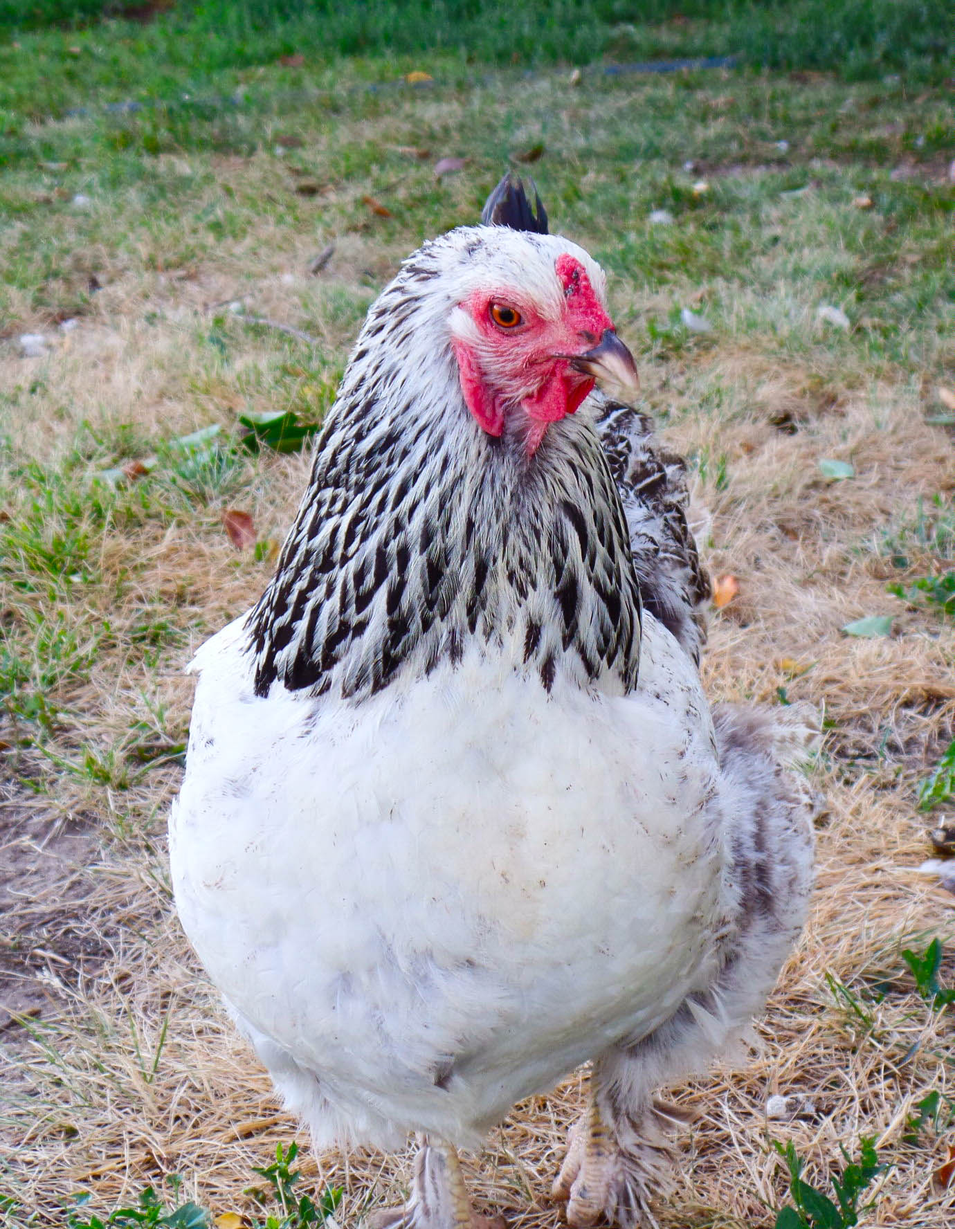 Bunty ~ light brahma
RIP Oct 13, 2016