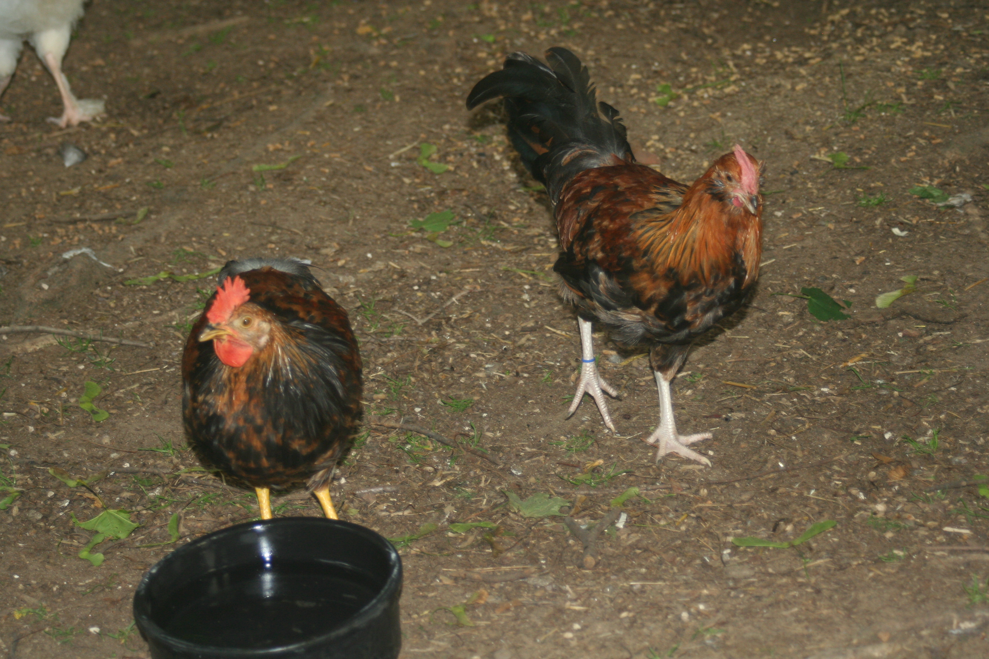 Buri and Forseti (2-27-2012)