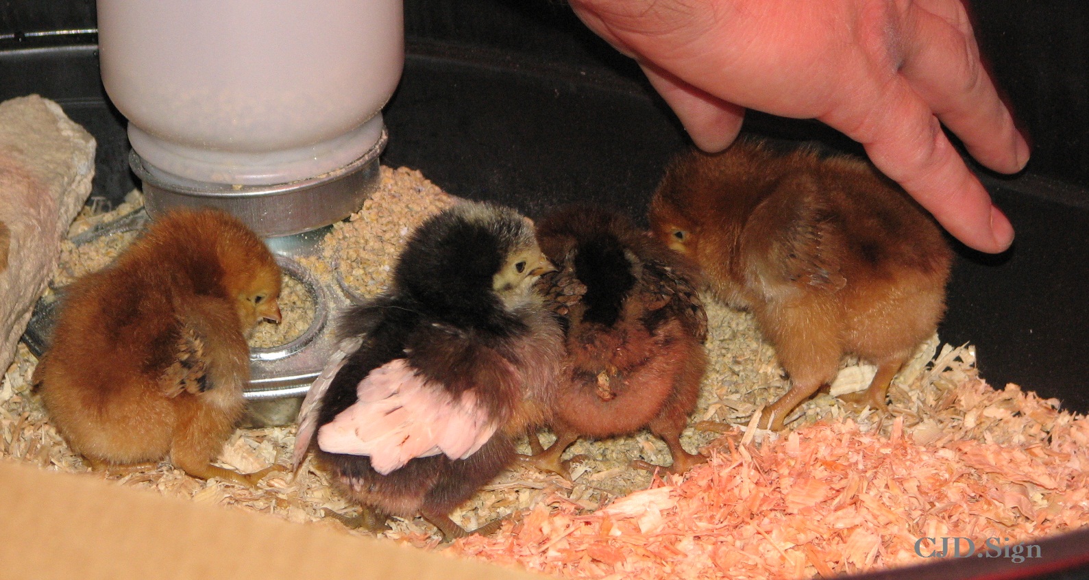 Burn is now in the box with the other girls.