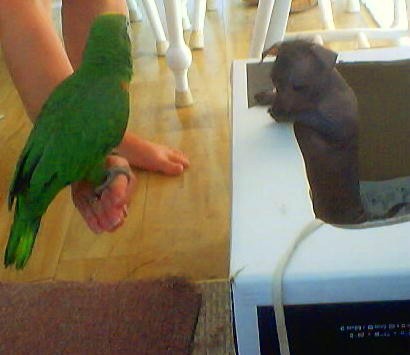 Burt  my 40 year old parrot  meets 3 month old little  bits,my xolo pup both are the same size....lol...  :)