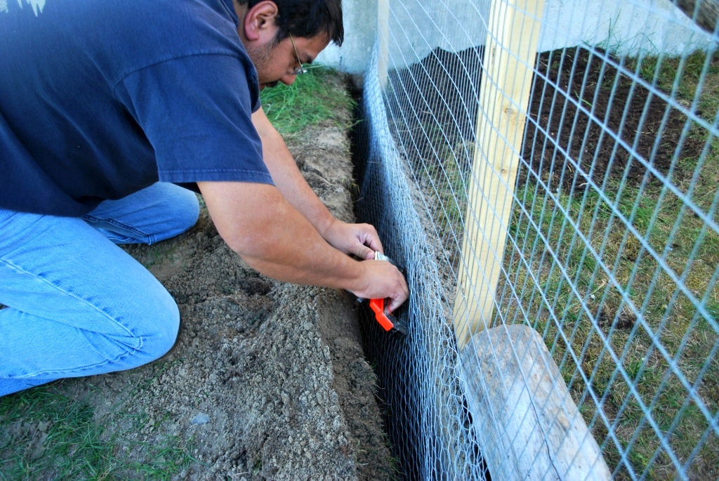 burying the wire 12" down below the fence- apparently we  have skunks, racoons, coyotes, foxes, weasles, hawks and fisher cats!  Yikes!