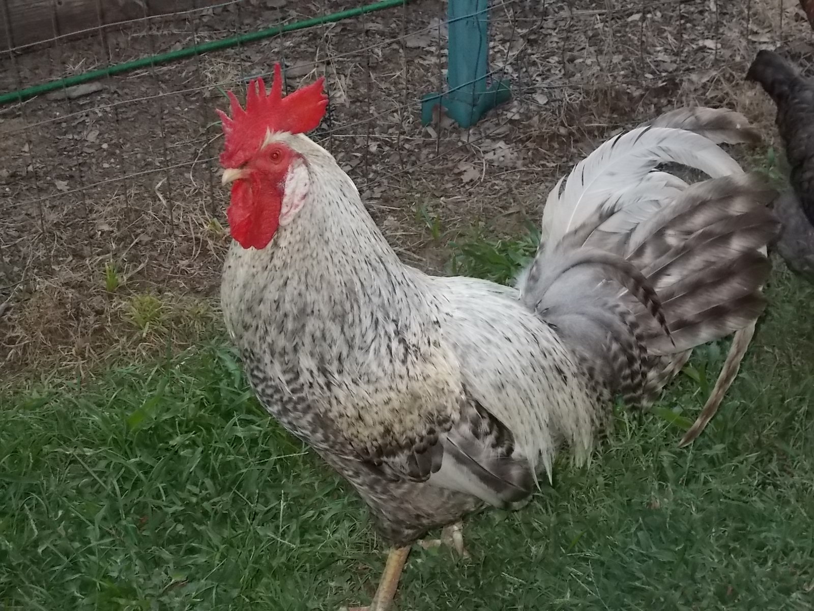 BUSTER +cream leg bar rooster