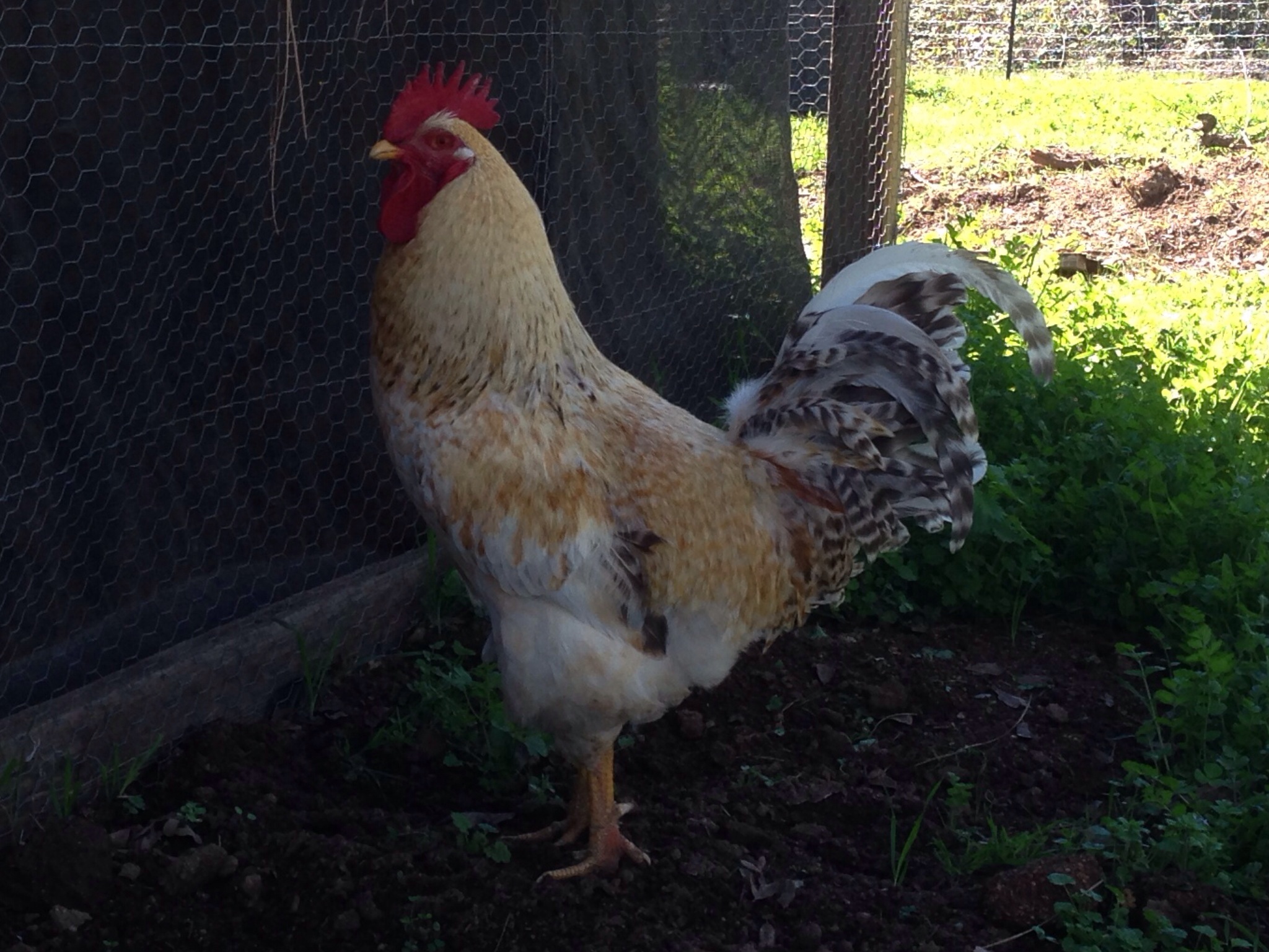 Buster my Euskal Oiloa Basque Rooster he is now about 10 months old has really filled out bigger than my Dark Cornish Rooster,