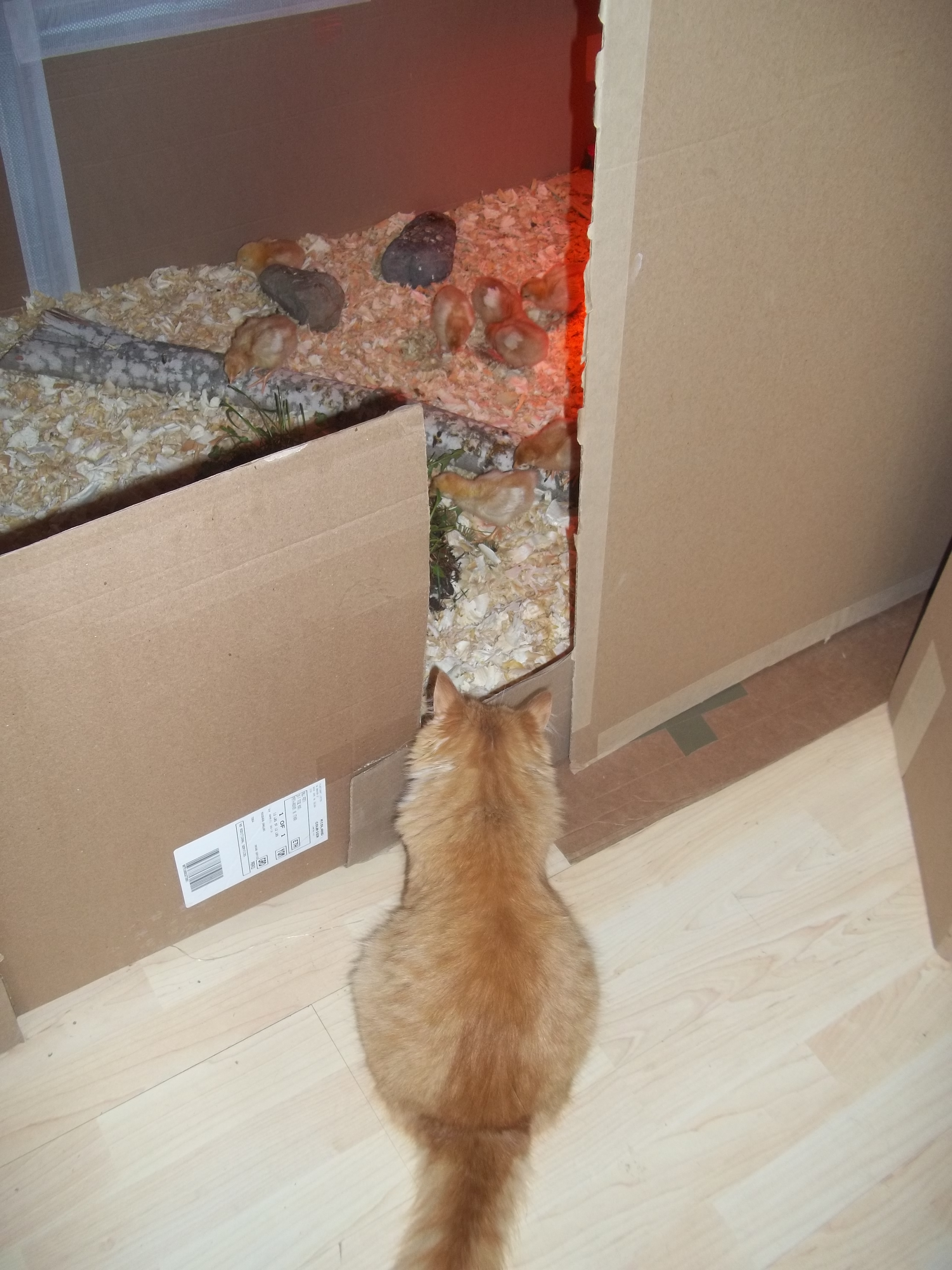 "But I just want to play with them"
Rosie taking a peak....this is as far as we let her. She is a hunter...so I know her 'meeting' the chicks would not be pretty!