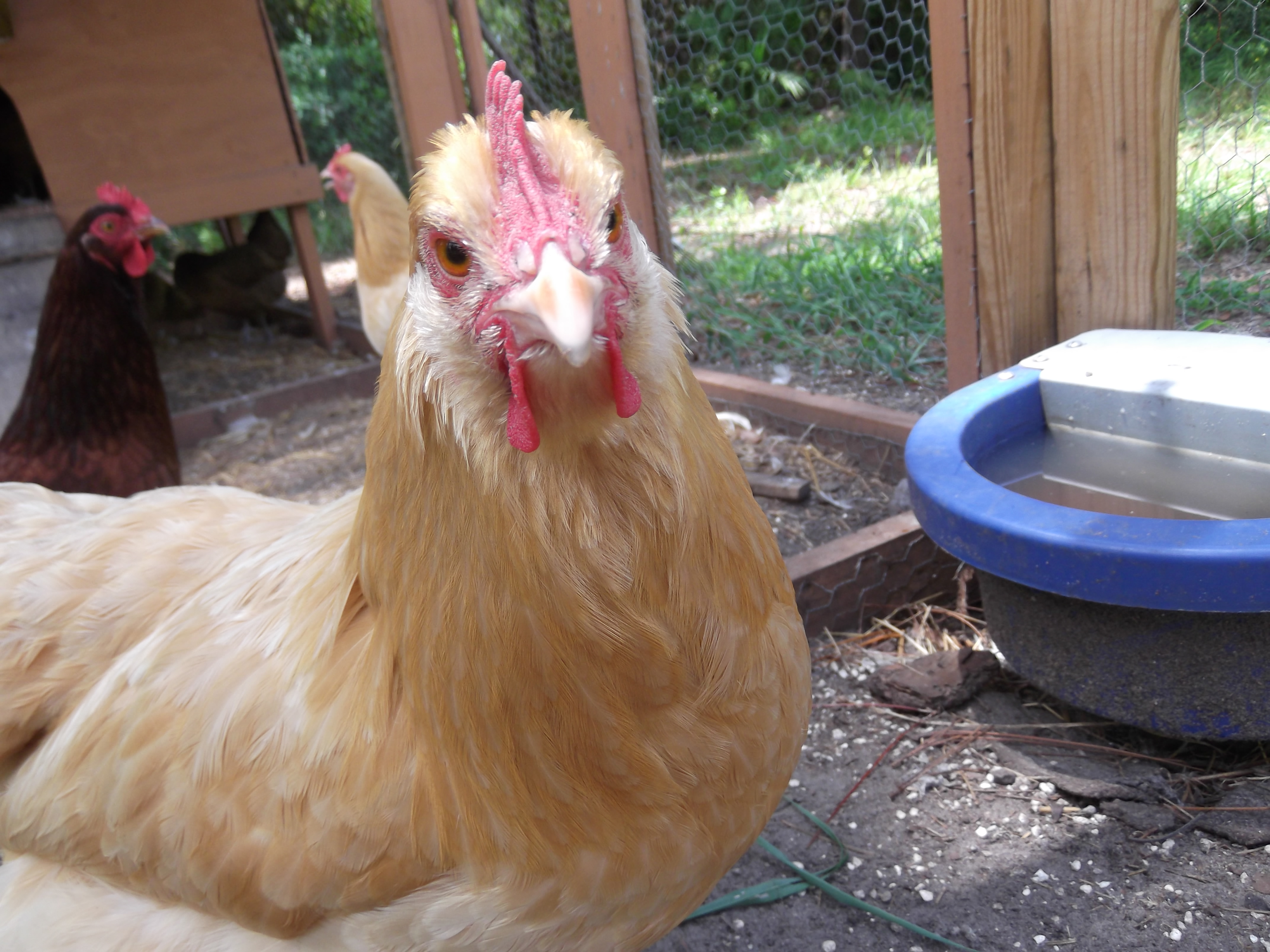 butter cup, one of meny in my grate grand fathers chicken flock