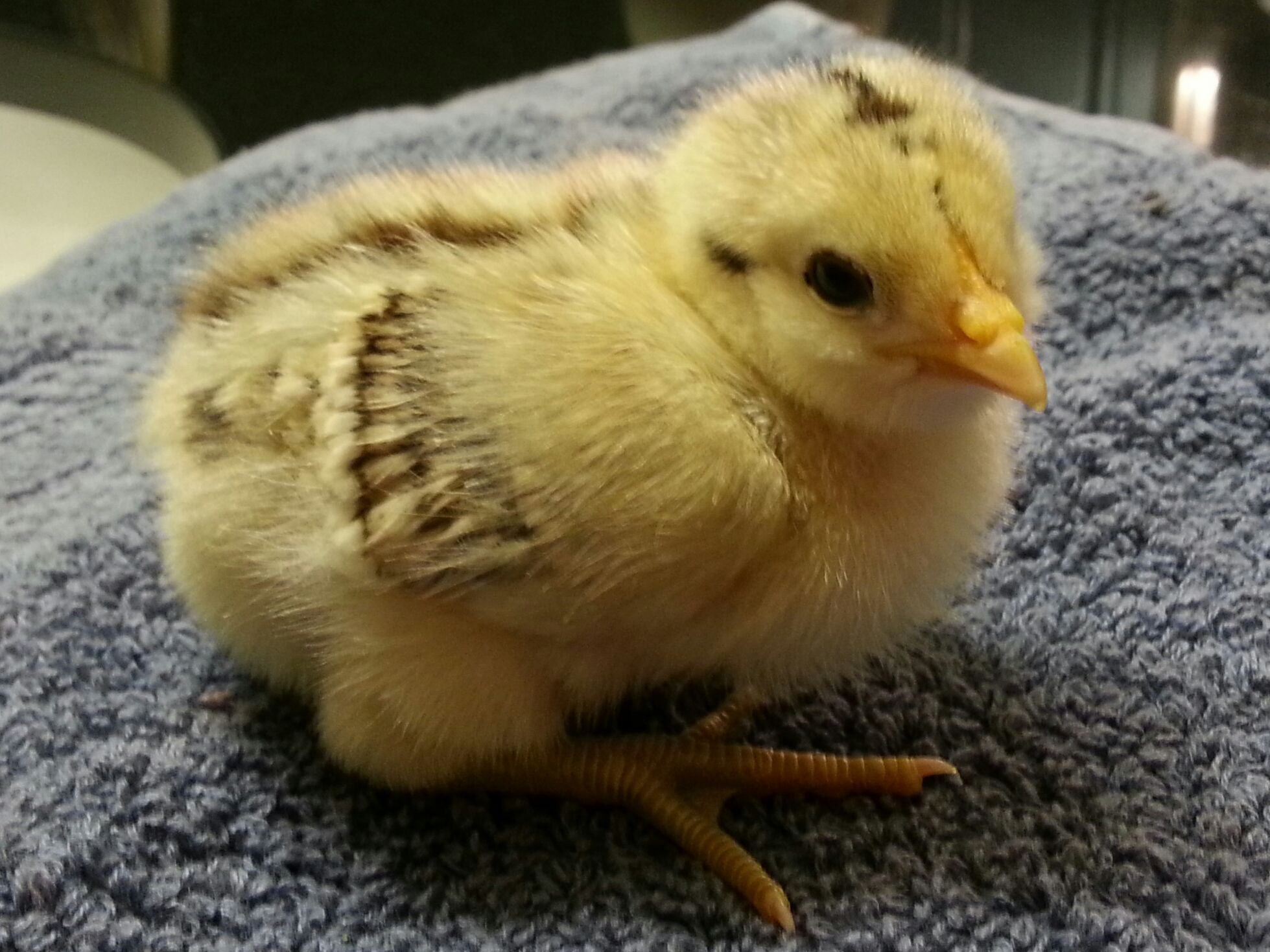 Buttercup 5 days old