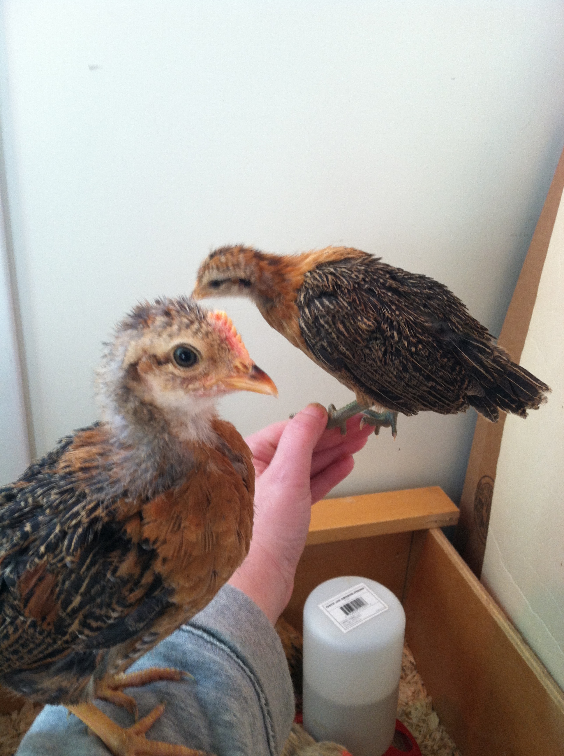 Buttercup and Nugget