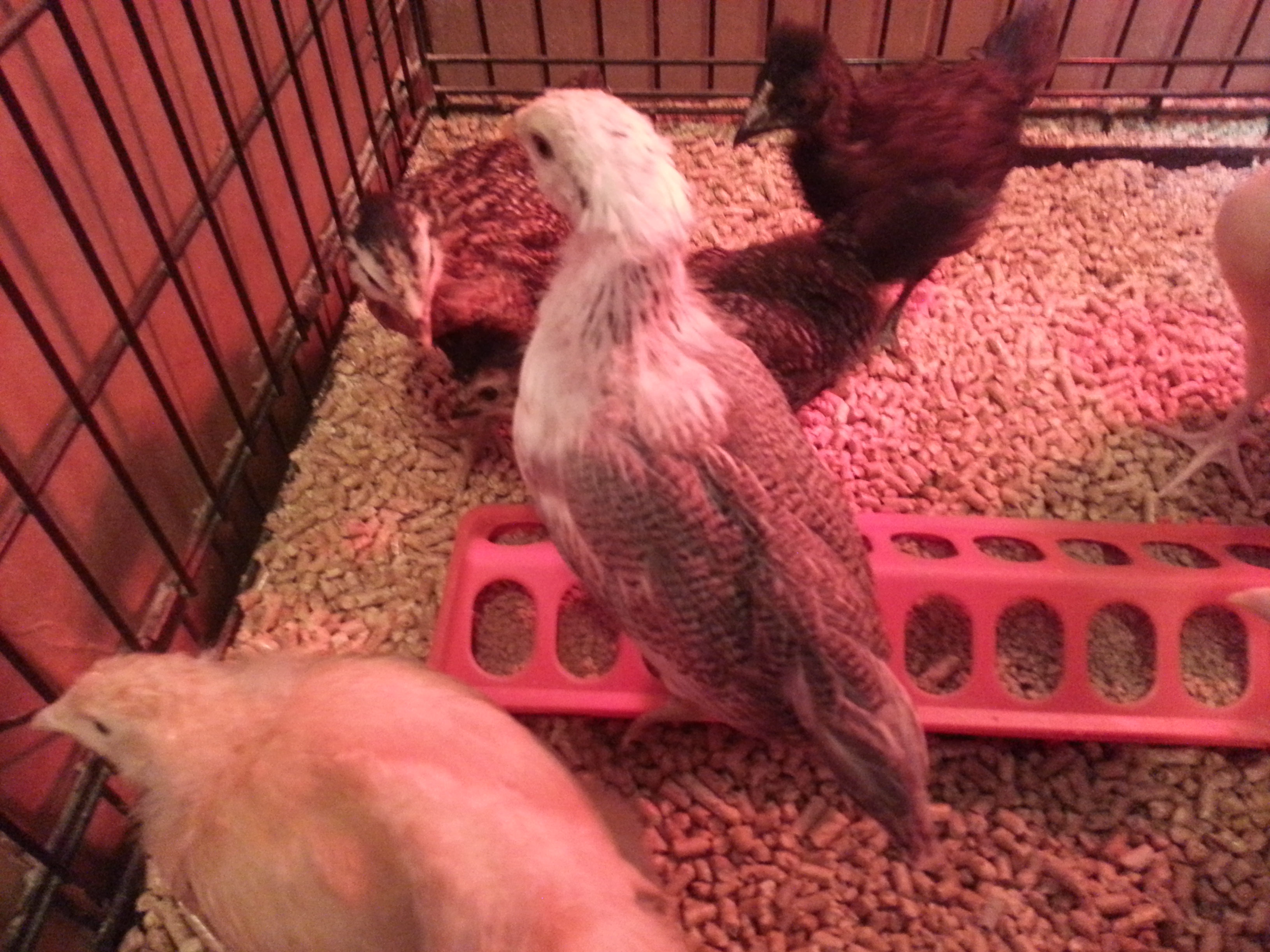 Buttercup at 3weeks old