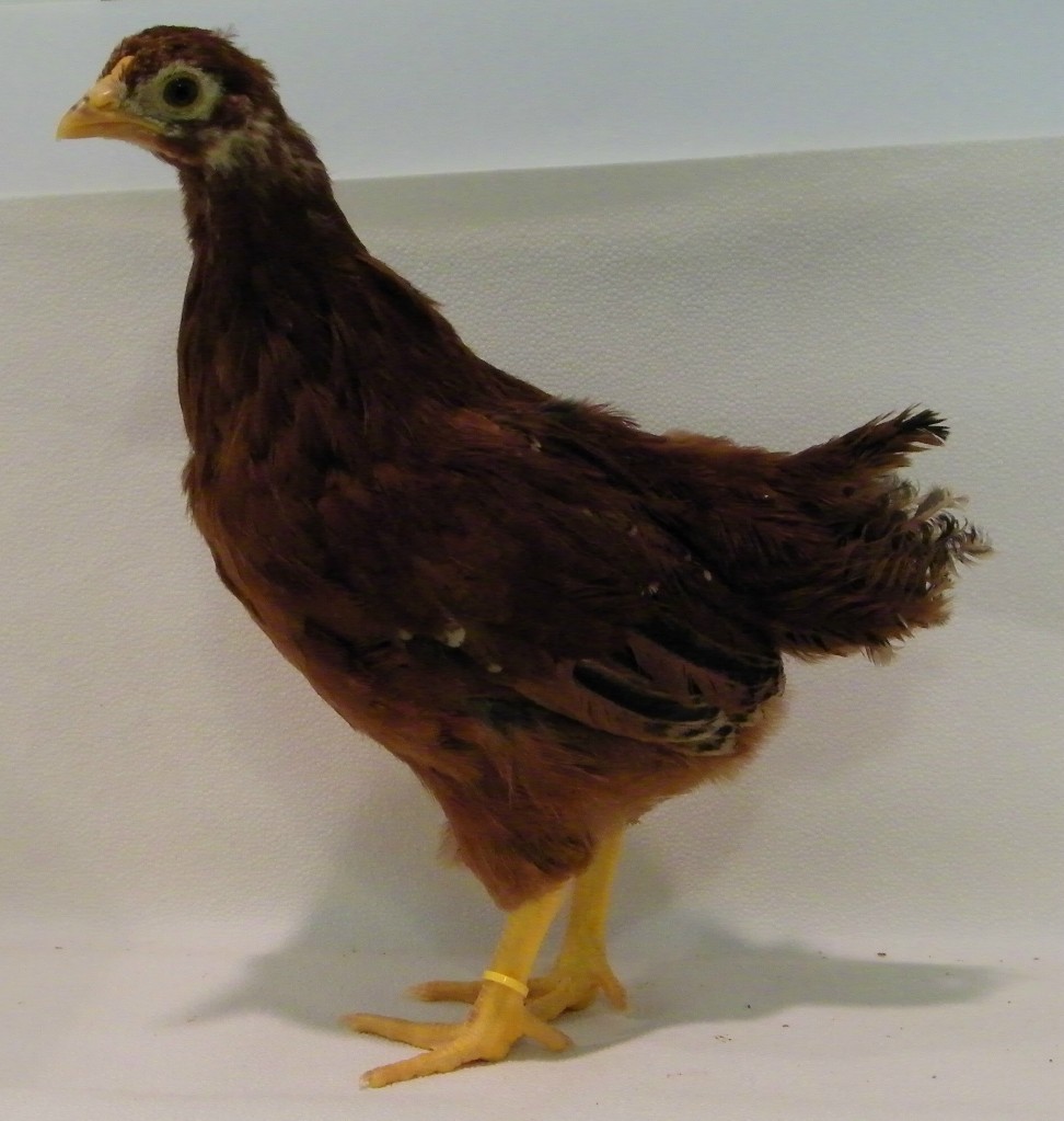 Buttercup Buckeye @ 6 wks