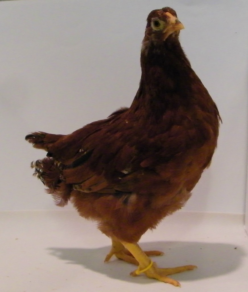 "Buttercup" Buckeye @ 7 wks