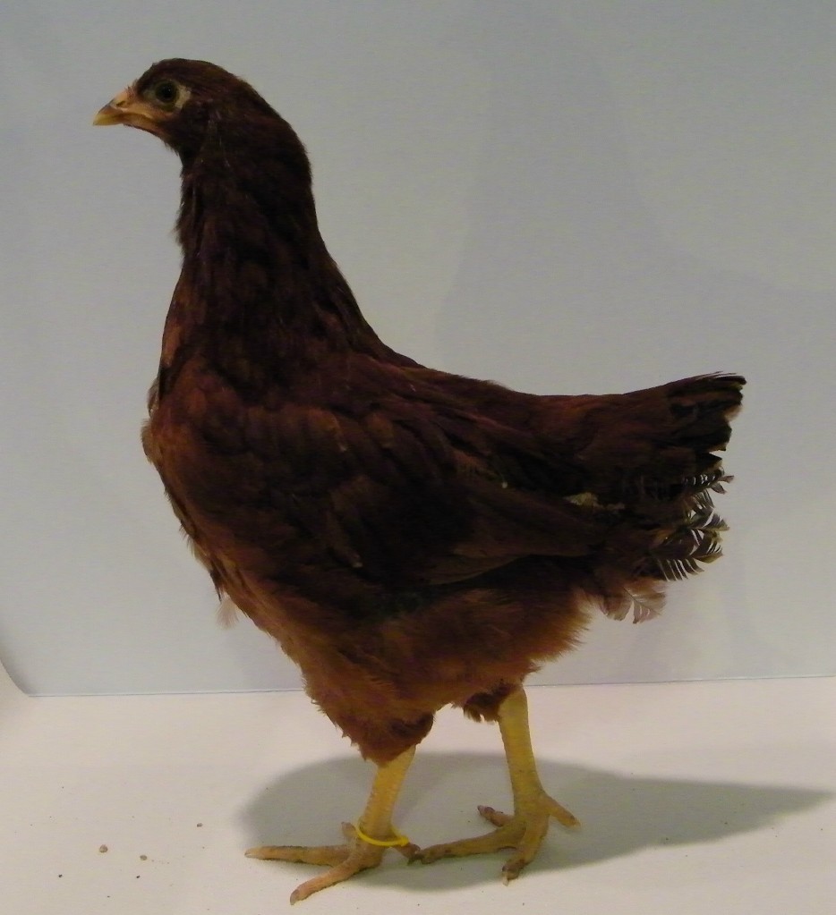 "Buttercup" Buckeye @ 8 wks