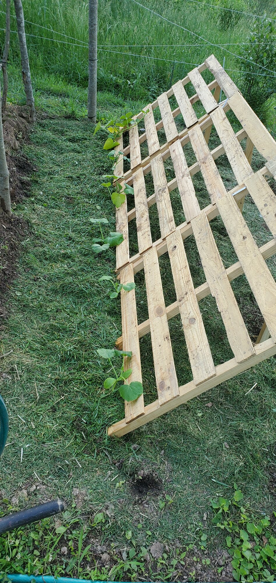 Buttercup-, Butternut-, Acorn-Squash and A long green Cucumber planted