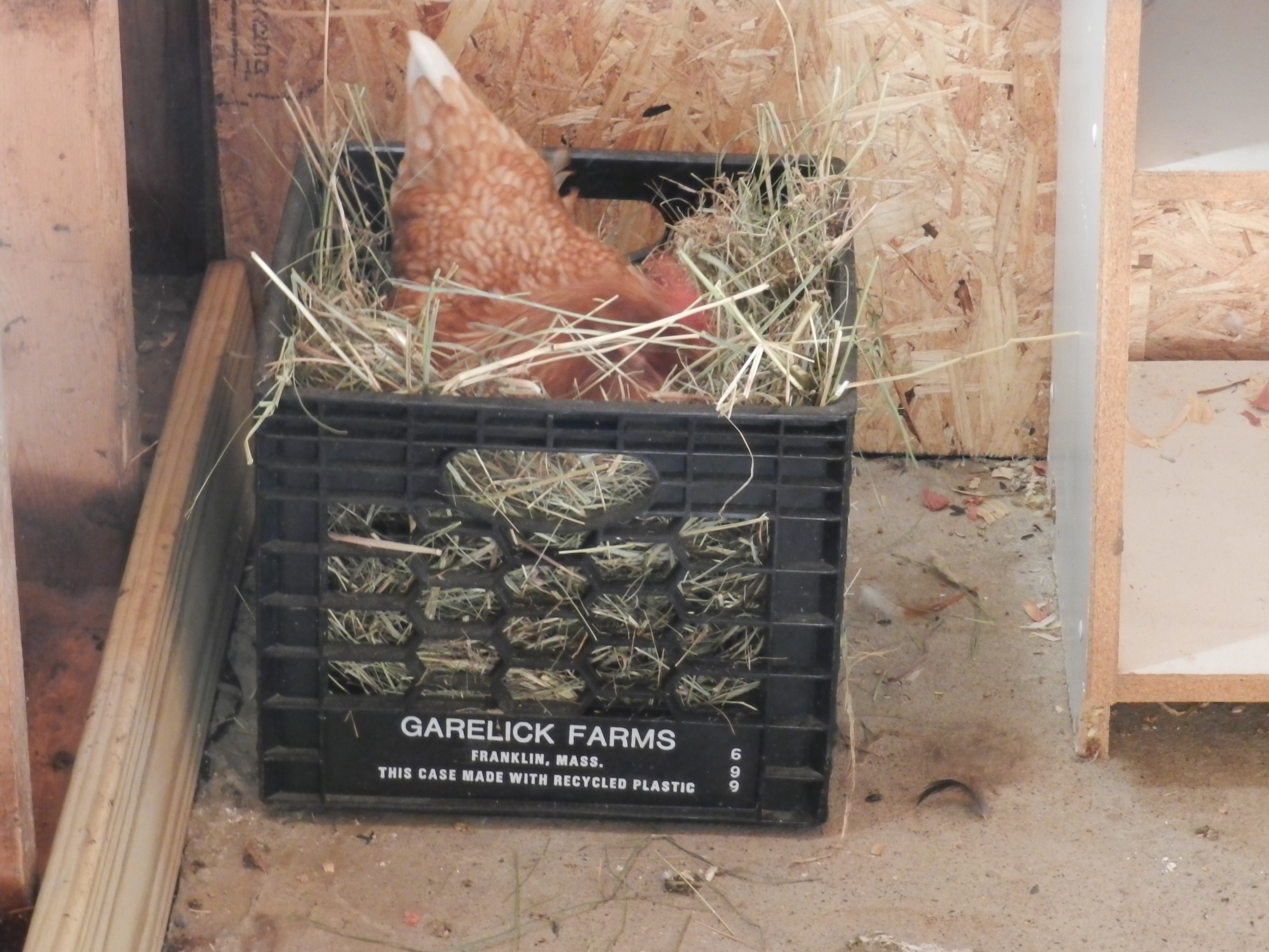 Buttercup in the box.