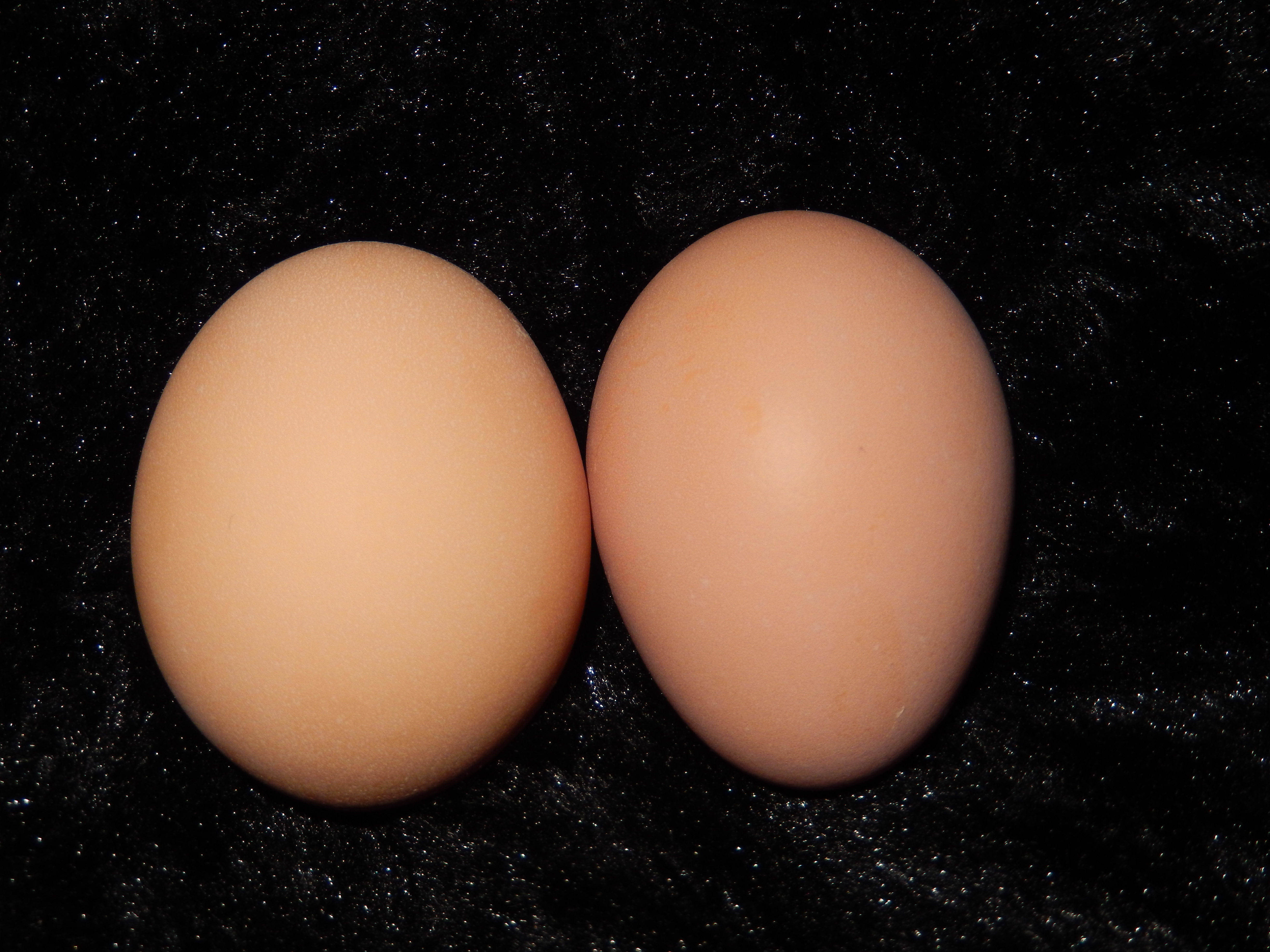 Buttercup laid the egg on the left, and Samus laid the egg on the right. Sometimes Samus' eggs are darker or have brown spots on them. Both Buttercup and Samus are Rhode Island Reds. Both lay 5 or 6 eggs a week!