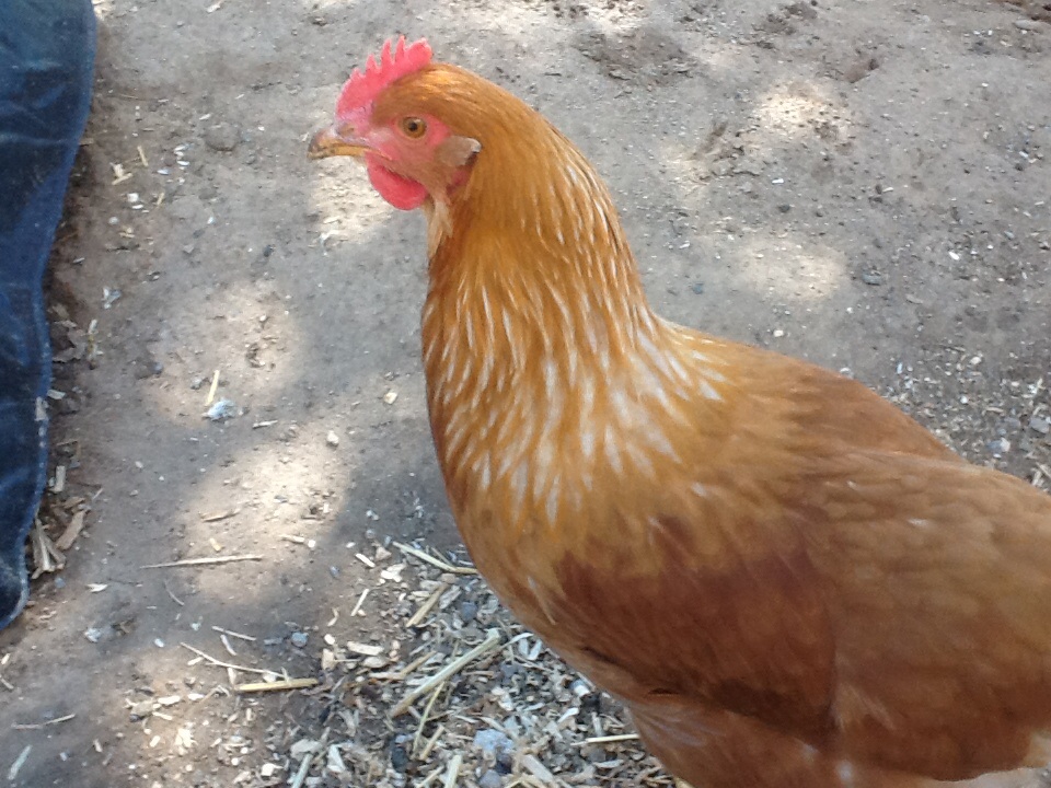 Buttercup. My favorite.