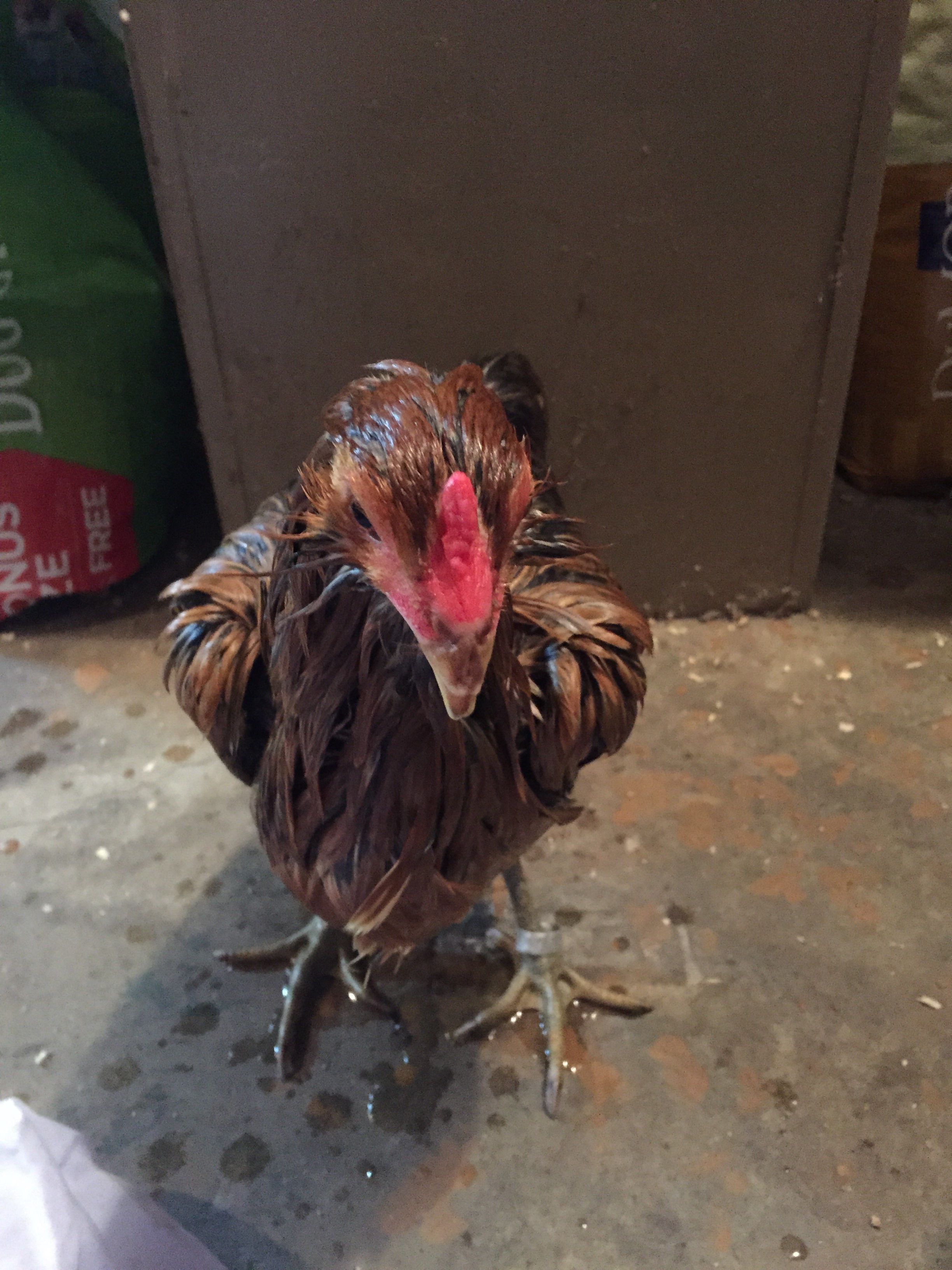 Buttercup needed a bath