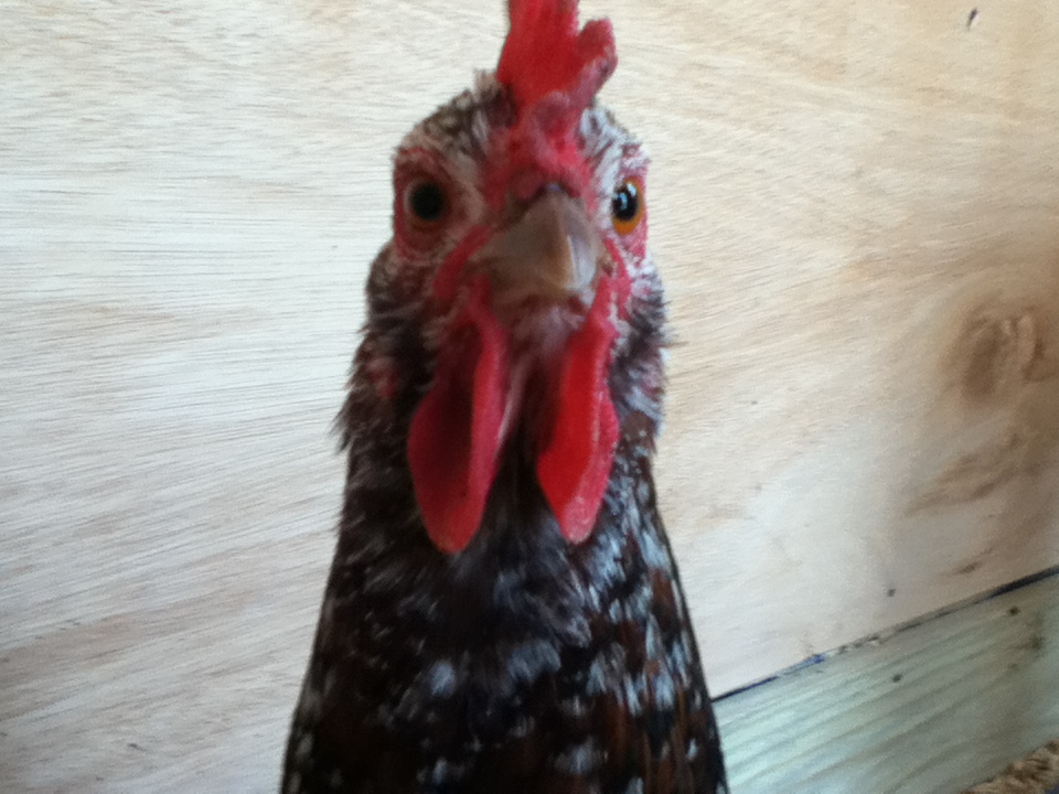 Buttercup, one of my Speckled Sussexs