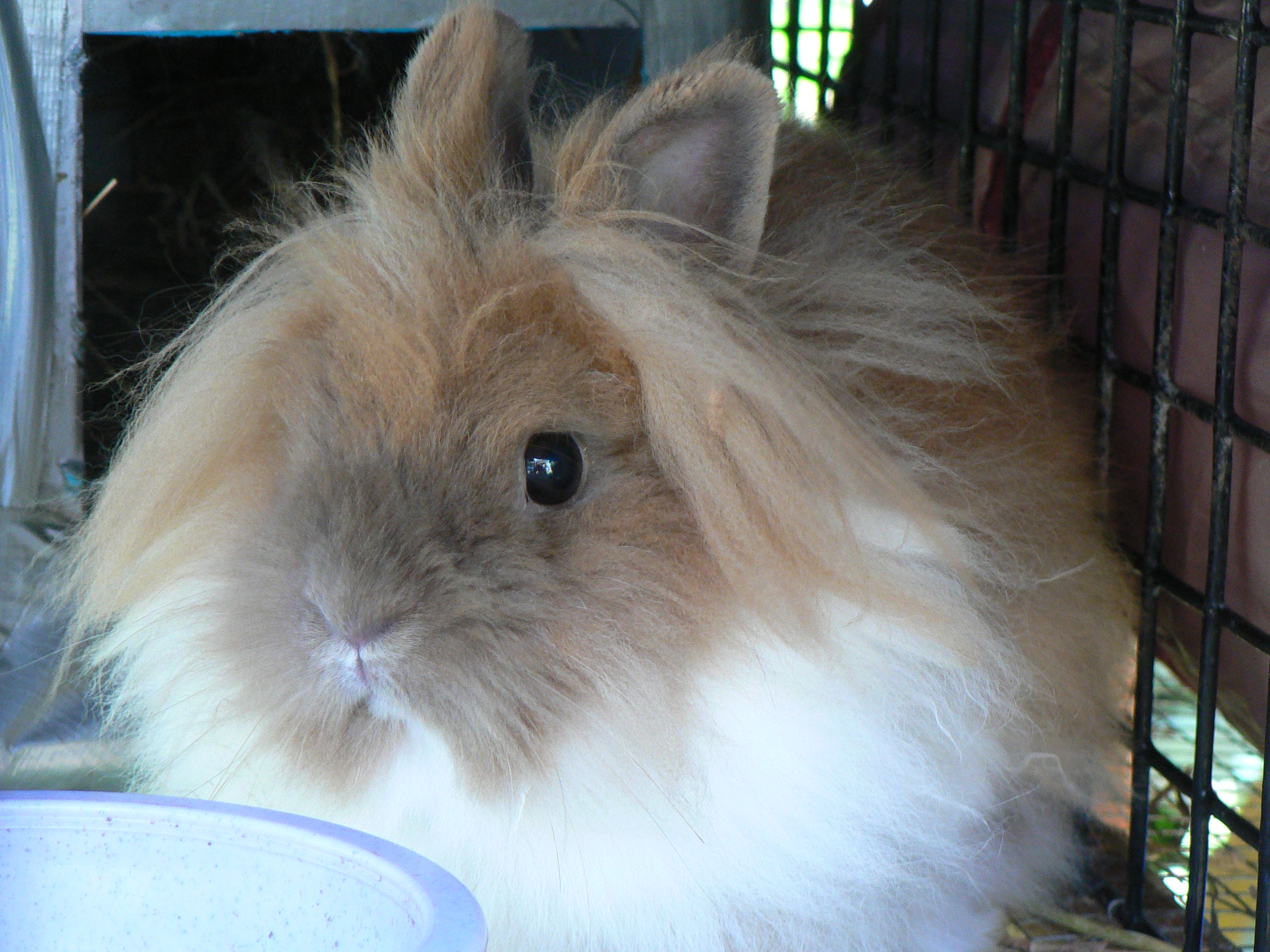 ButterCup, one of our Lionhead does