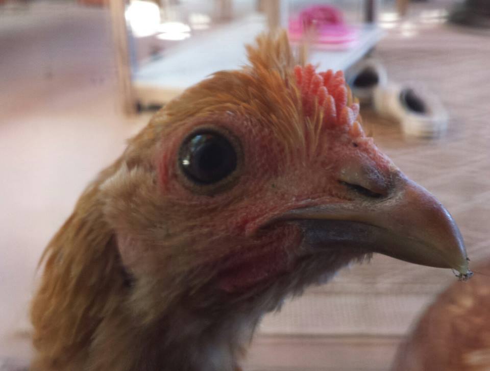 Buttercup - Sicilian Buttercup