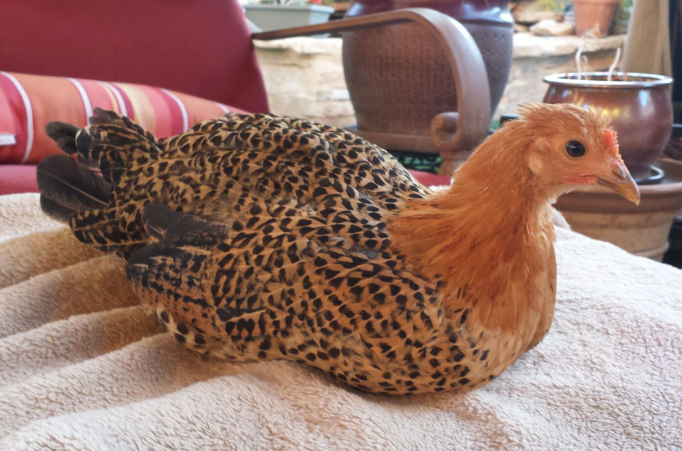 Buttercup - Sicilian Buttercup