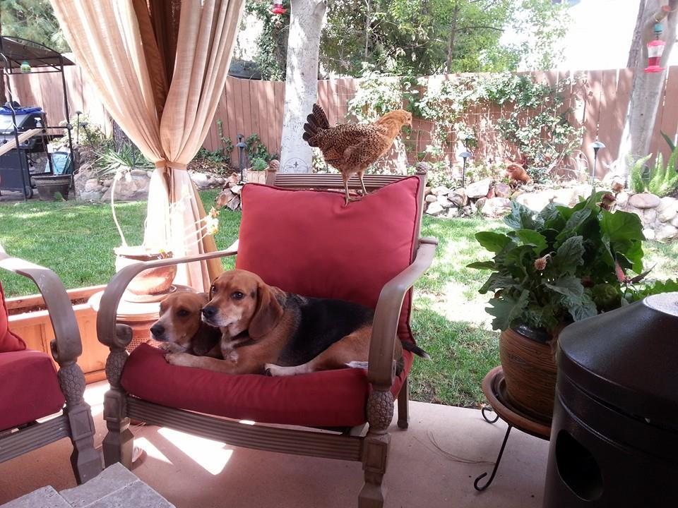 Buttercup - Sicilian Buttercup