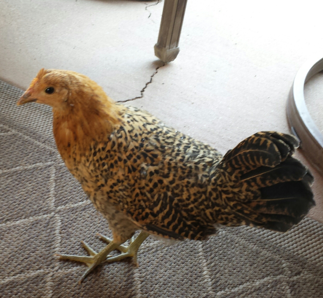 Buttercup - Sicilian Buttercup