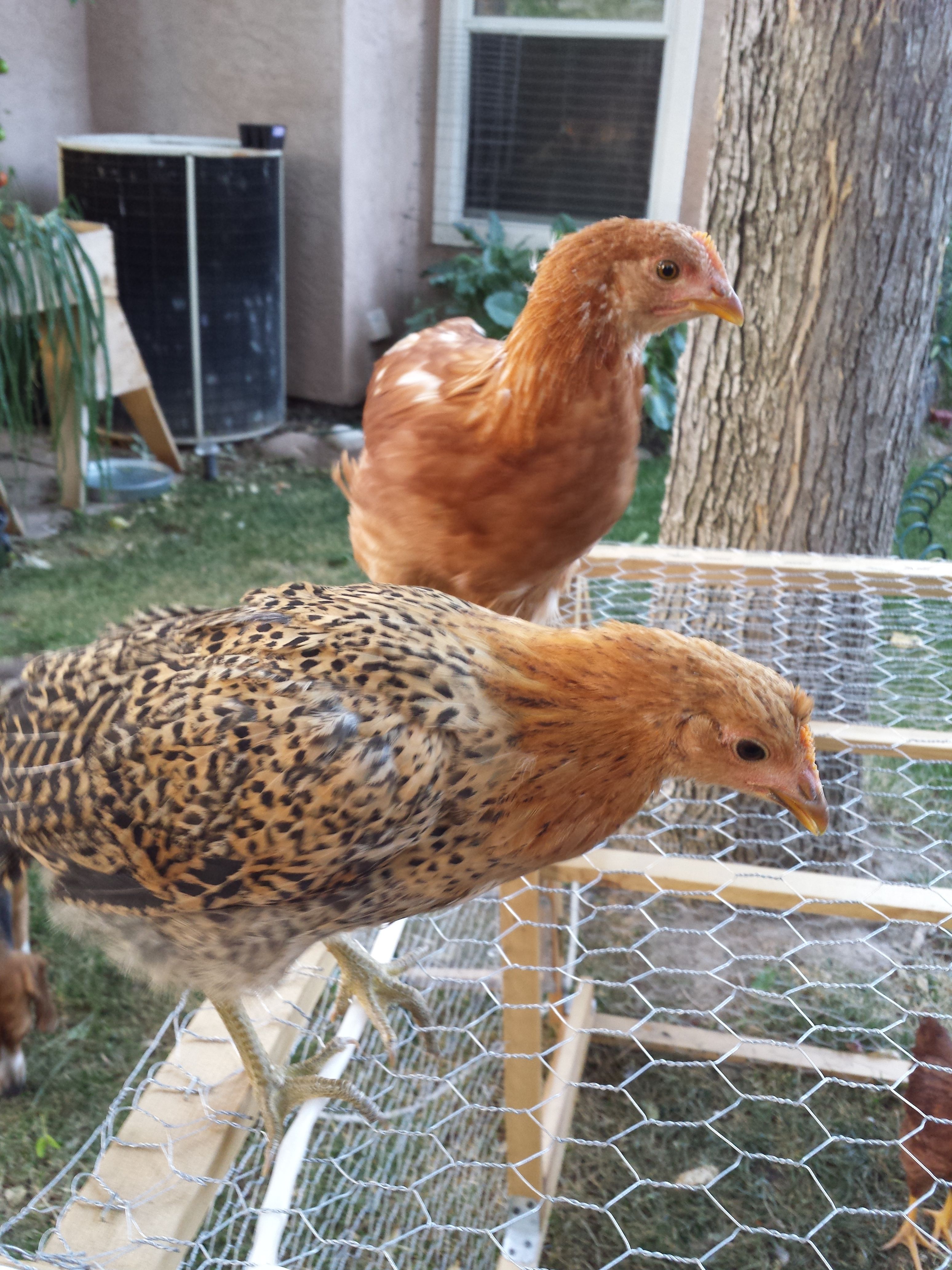 Buttercup - Sicilian Buttercup