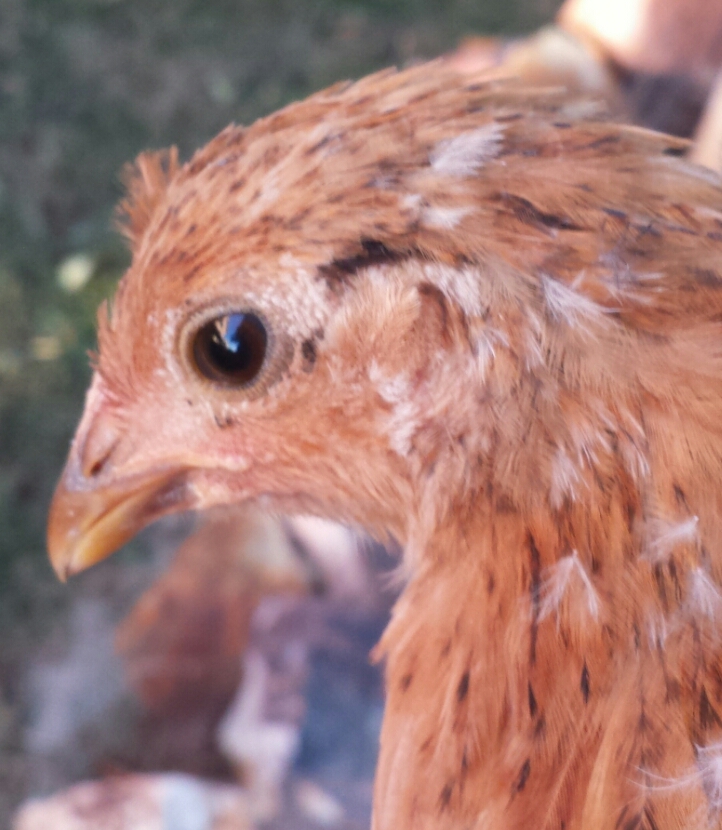 Buttercup - Sicilian Buttercup