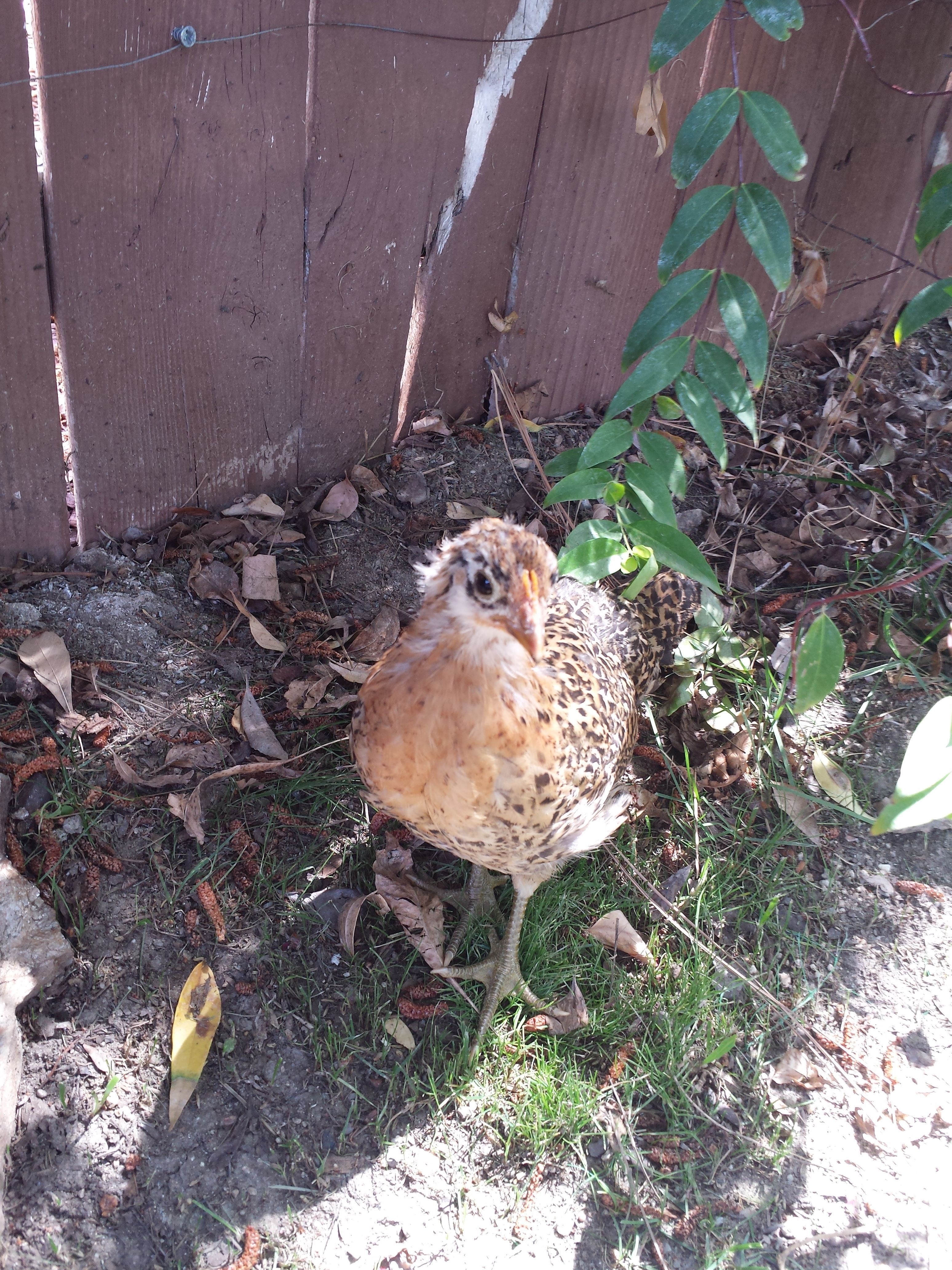 Buttercup - Sicilian Buttercup