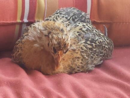 Buttercup - Sicilian Buttercup