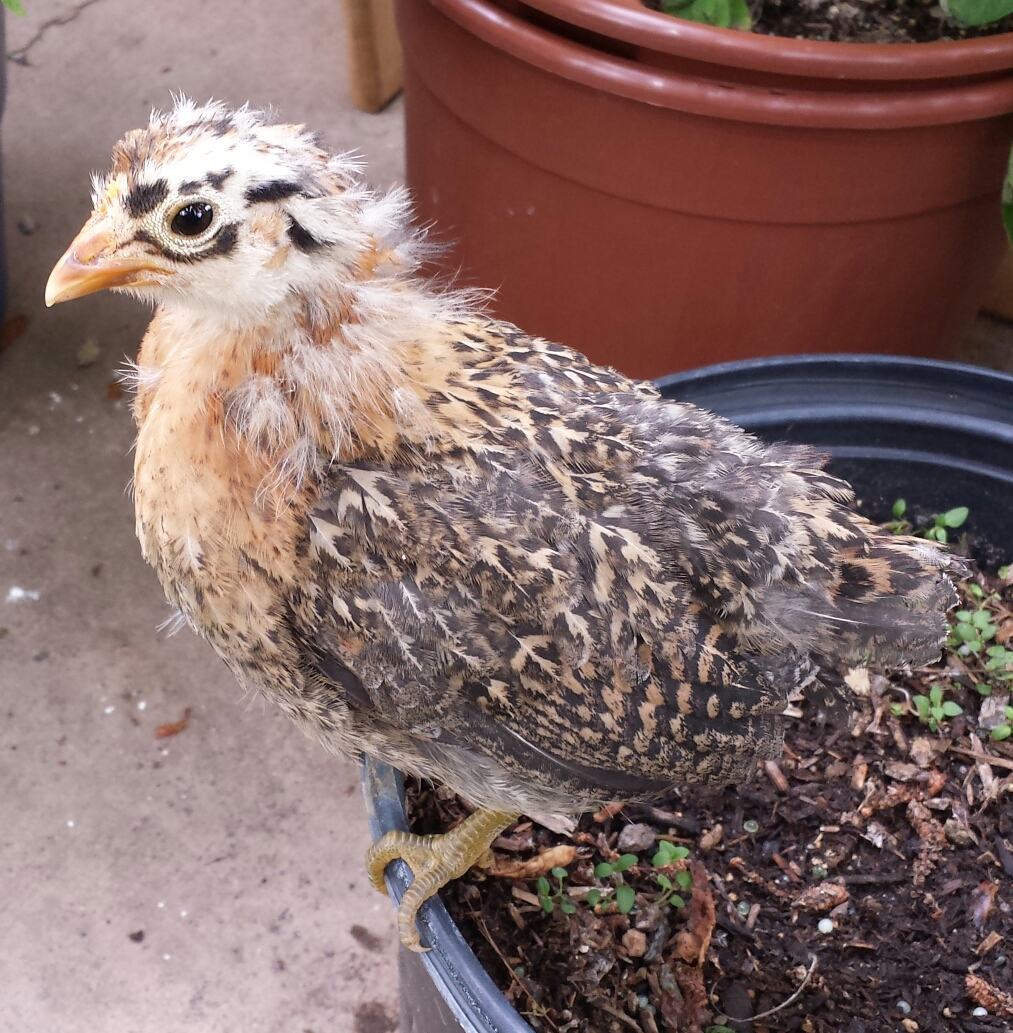 Buttercup - Sicilian Buttercup