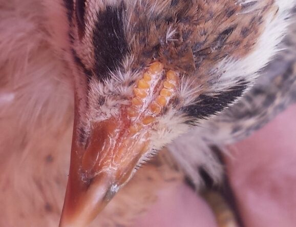 Buttercup - Sicilian Buttercup