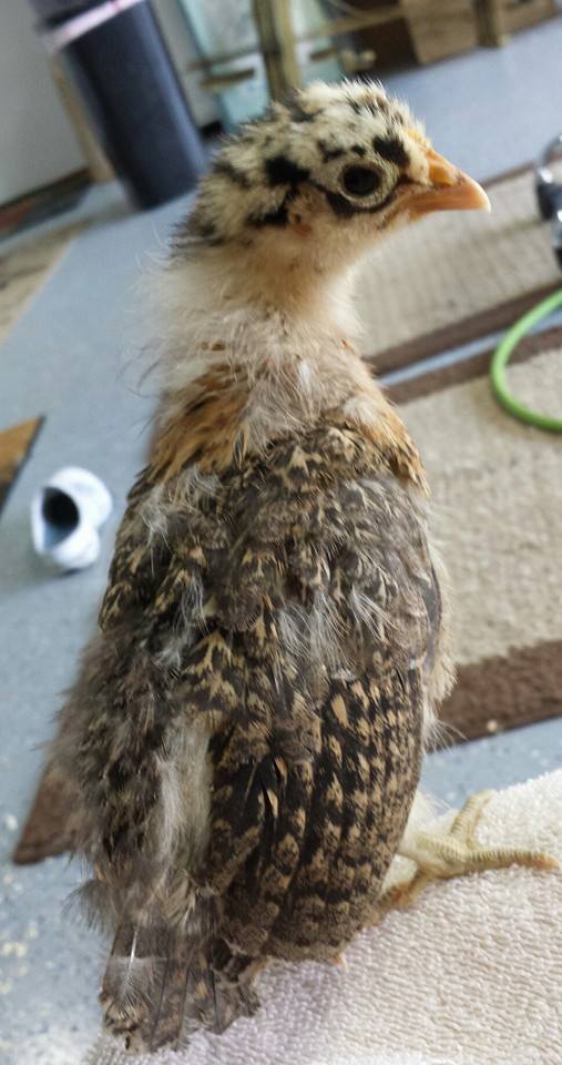 Buttercup - Sicilian Buttercup