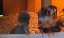 Buttercup the duck and a yet un-named silver laced wyandotte chic.  Buttercup loves the camera