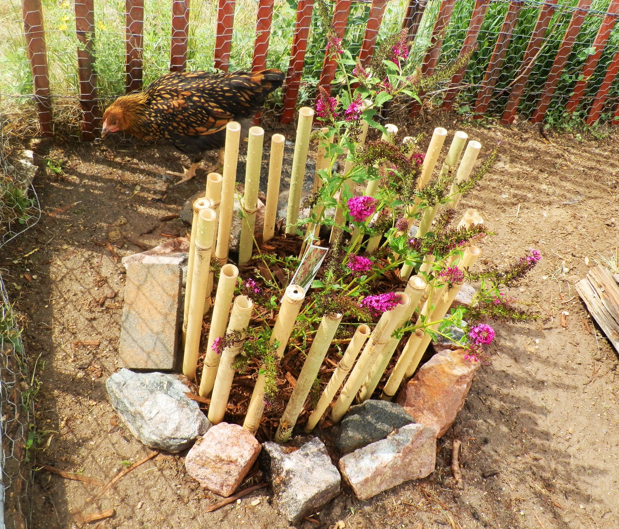 Butterfly Bush Chicken Proof 2