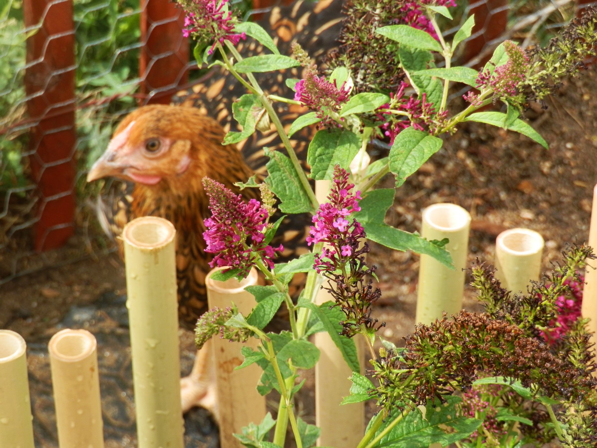 Butterfly Bush Chicken Proof