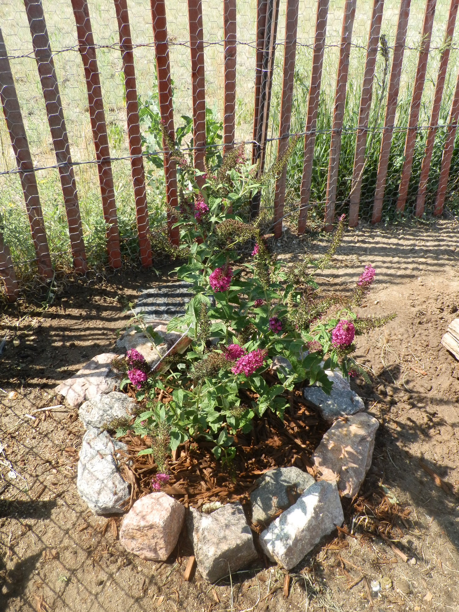 Butterfly Bush In Chicken Run