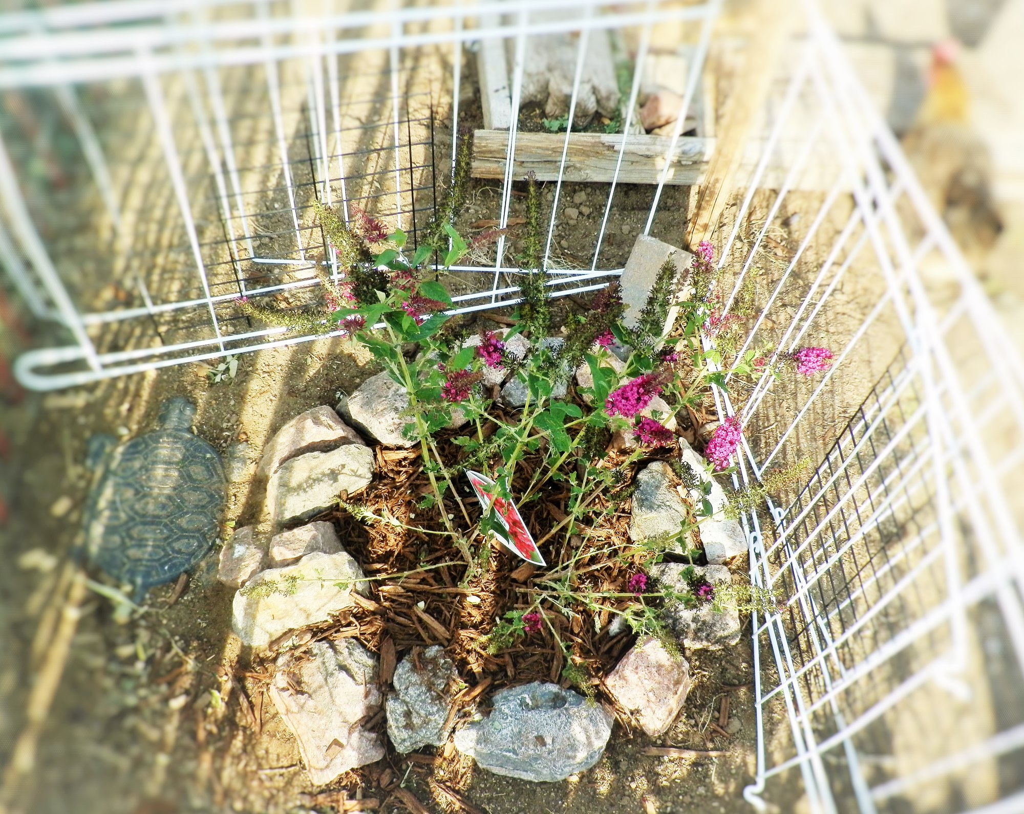 Butterfly Bush In The Chicken Run The Next Day