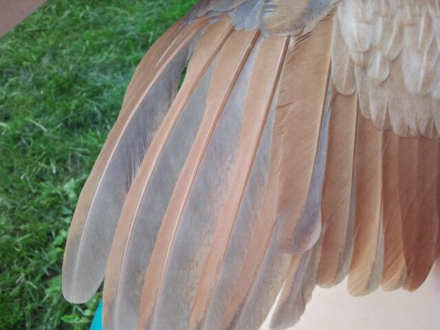 butternuts wing