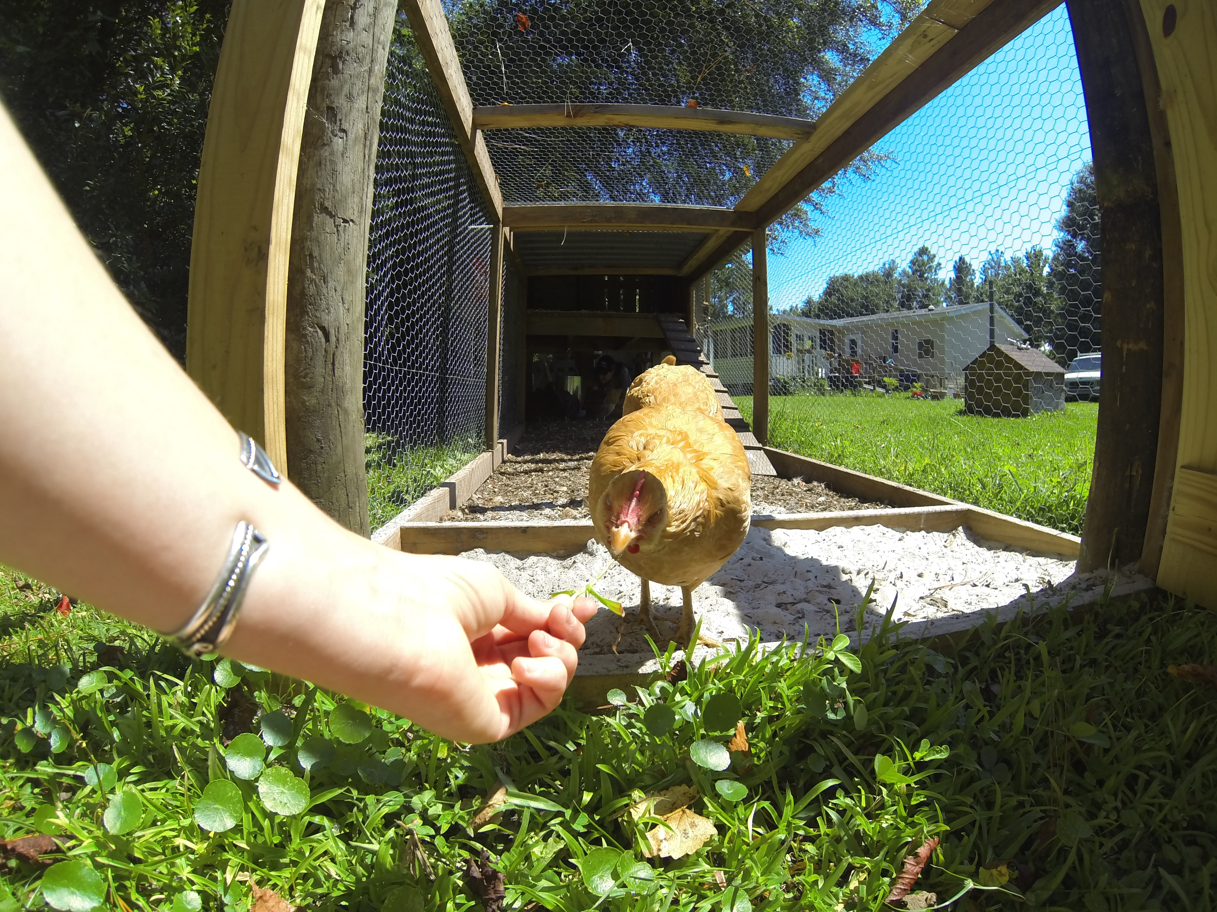 "Butters", one of our Buff Orpington hens