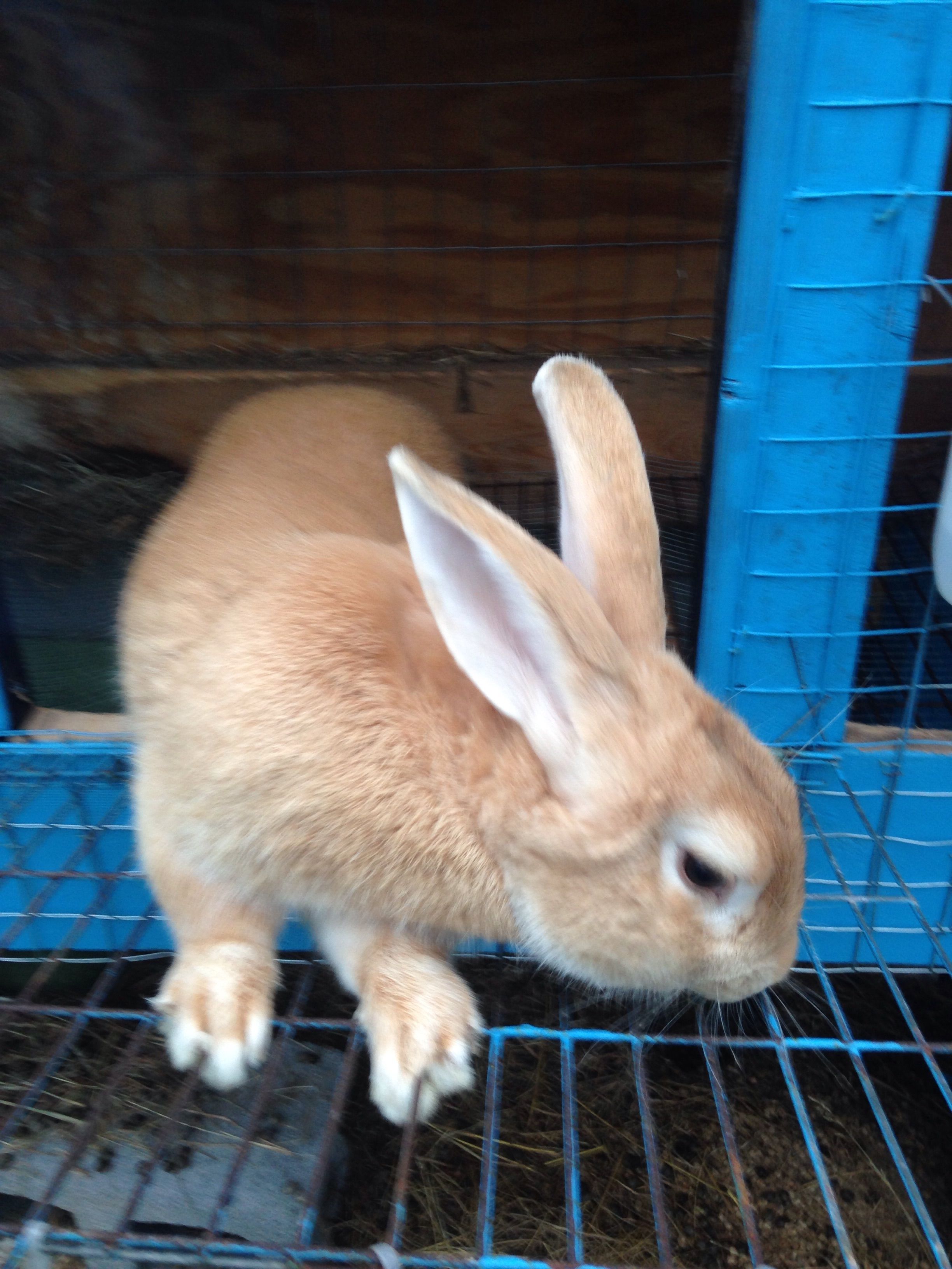 Butterscotch big papa