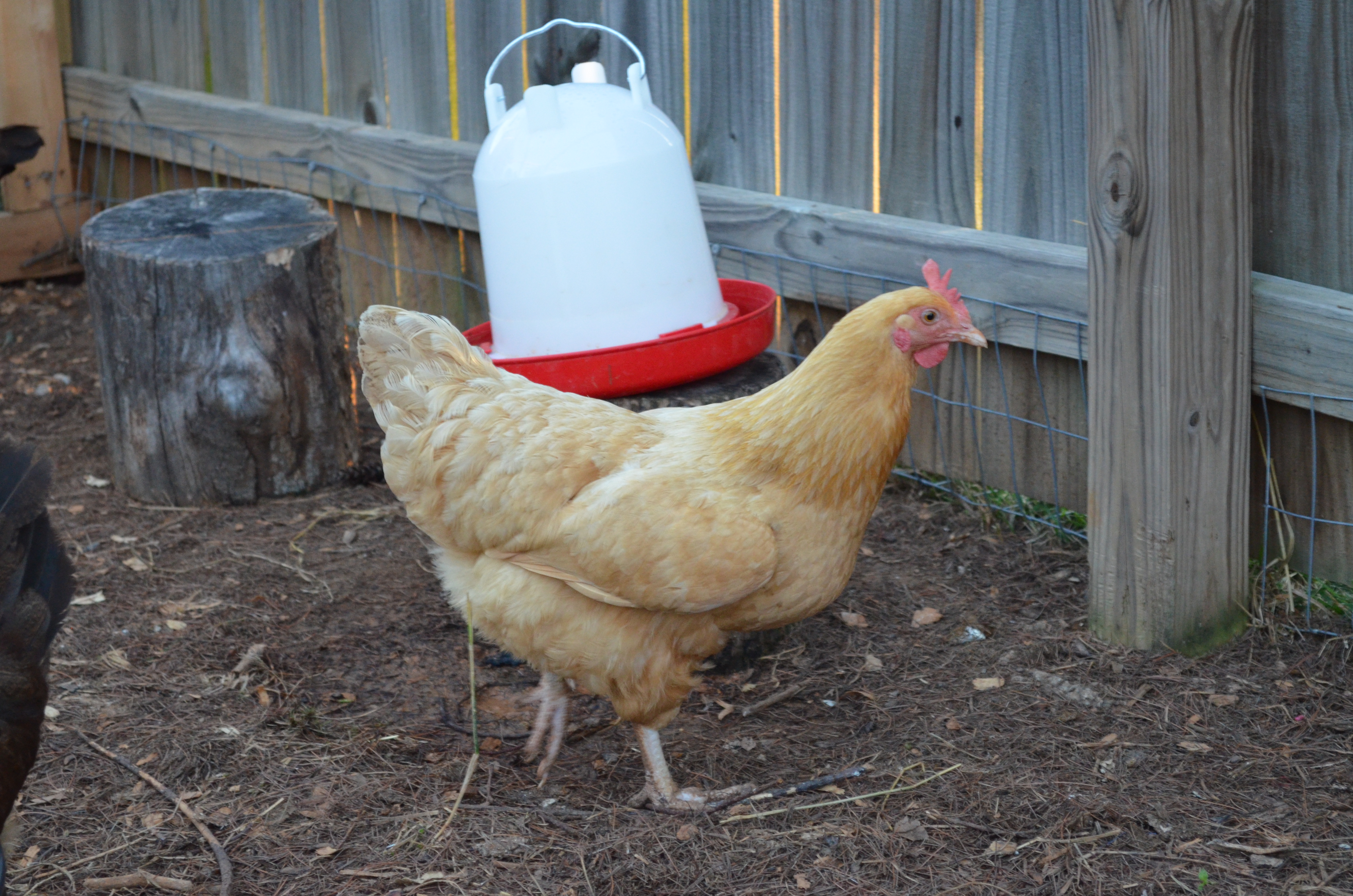 Butterscotch
Buff Orpington