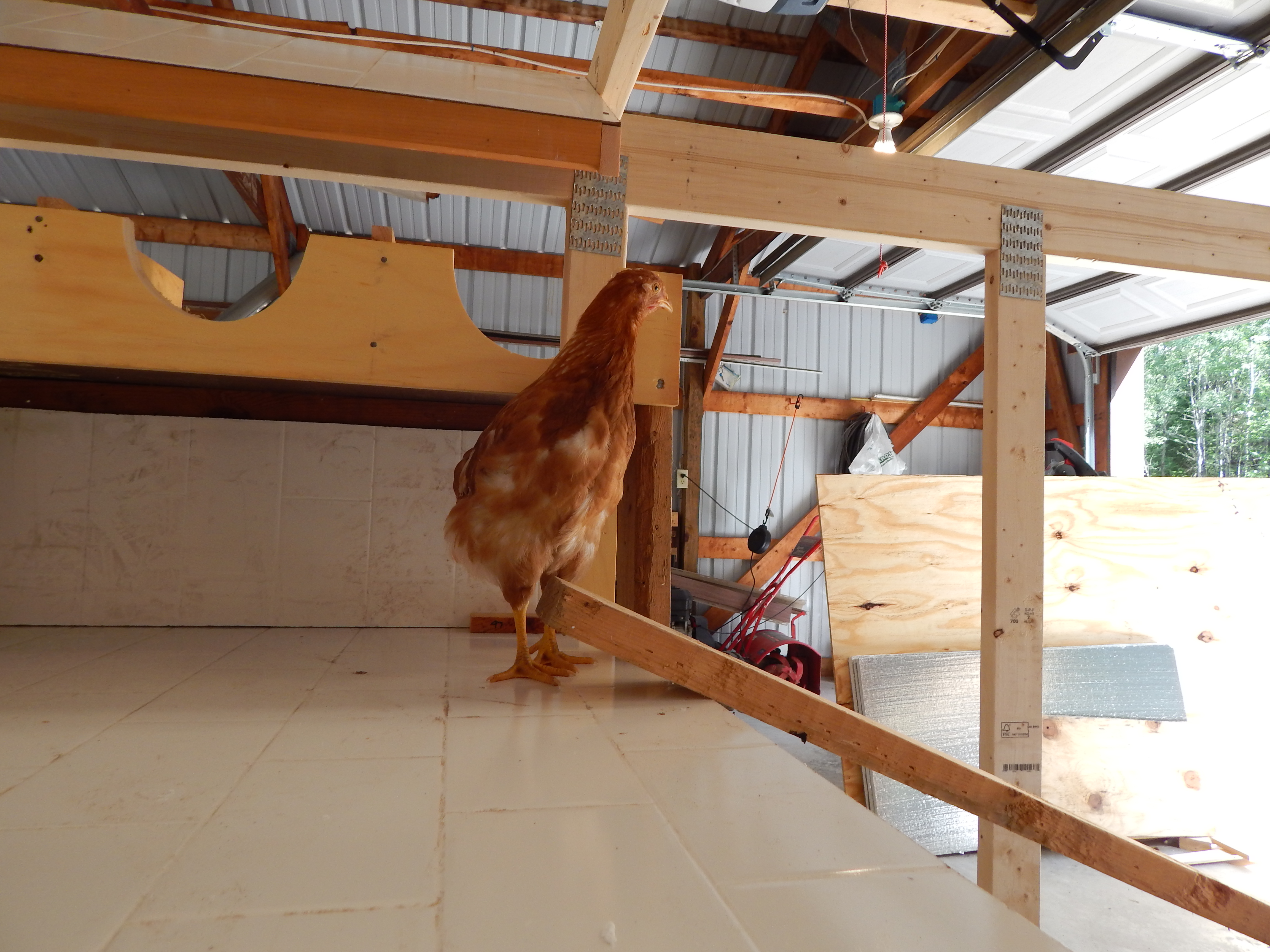 Butterscotch is taking a tour of work in progress